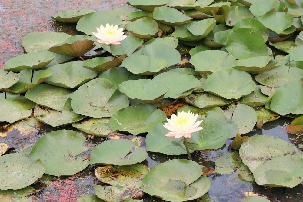 Фото Home @ Hostel Kanchanaburi