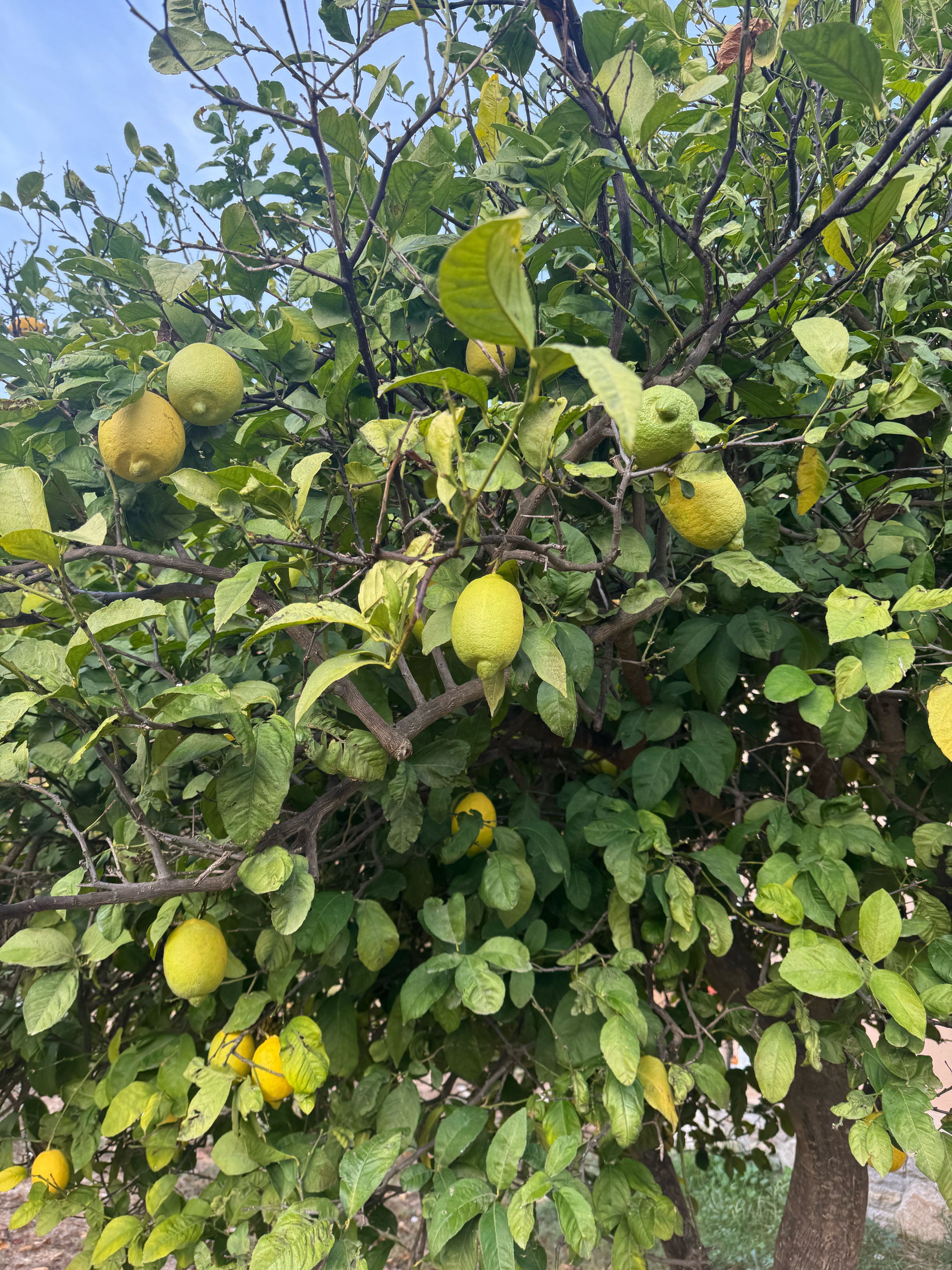 Фото Kairos Valley Health & Nature Resort