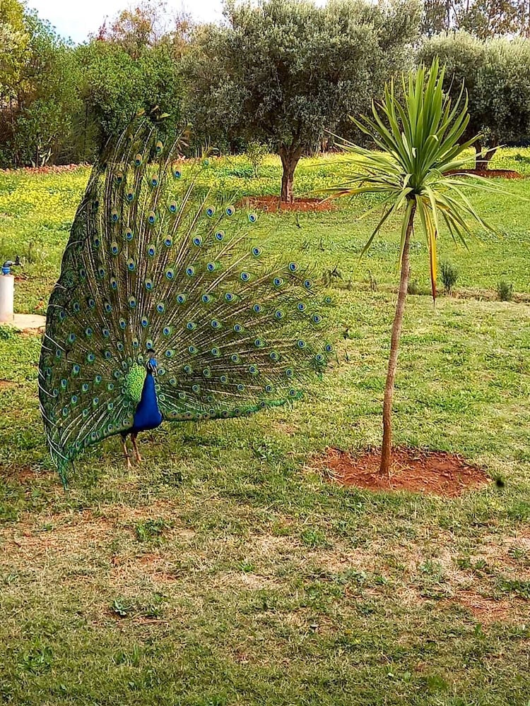 Фото La Ferme El Dar