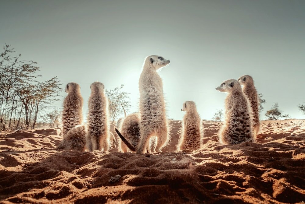 Фото Bagatelle Kalahari Game Ranch