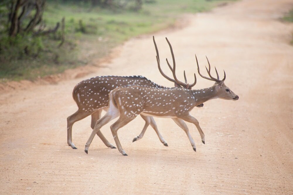 Фото Jetwing Yala