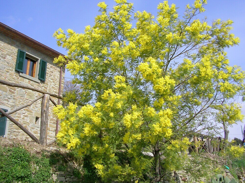 Фото Agriturismo Casale della Torre