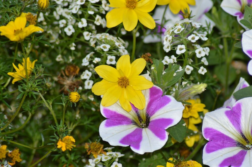 Фото Haus Susanne