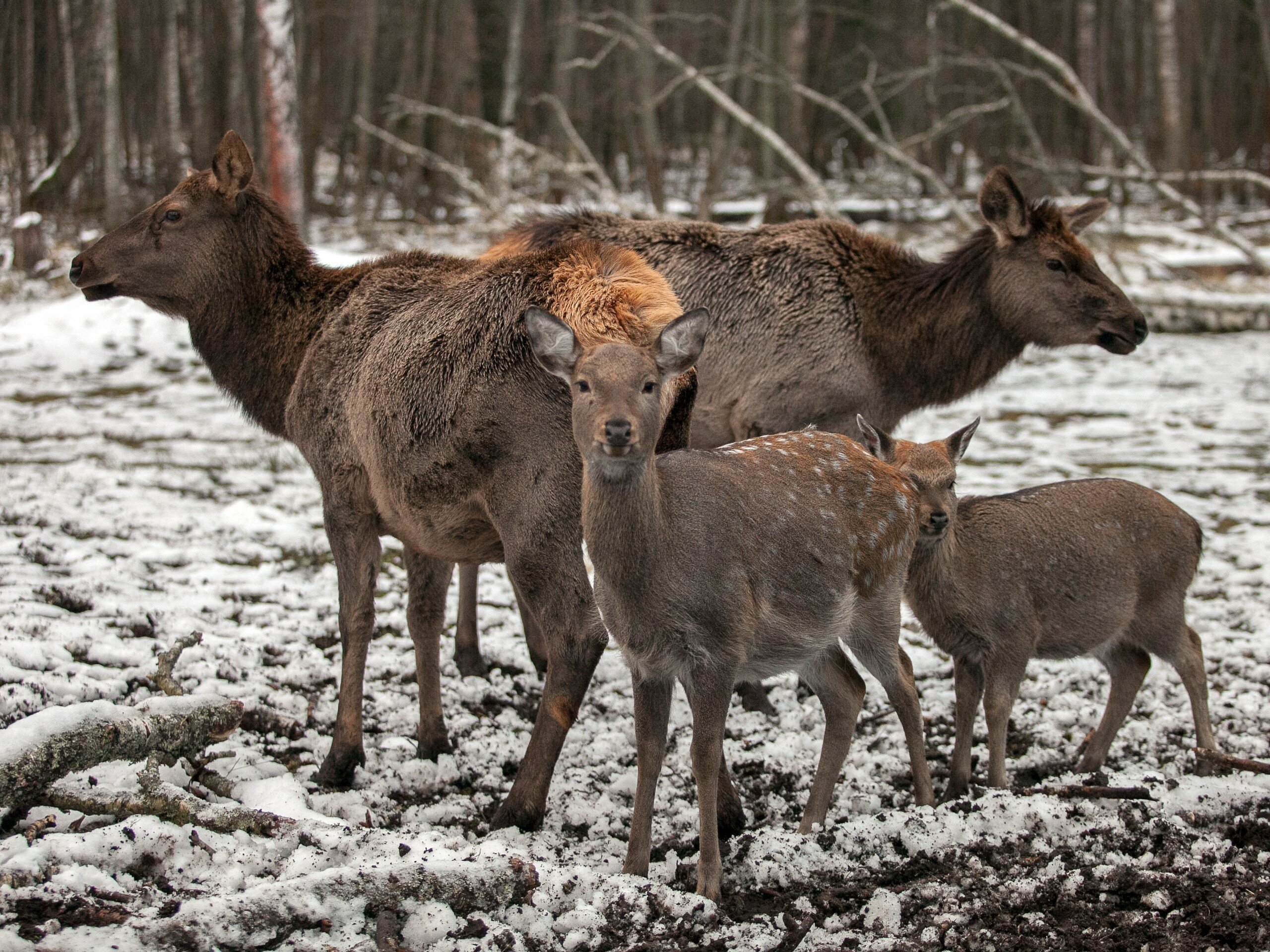 Фото Оленья ферма СудимирЪ