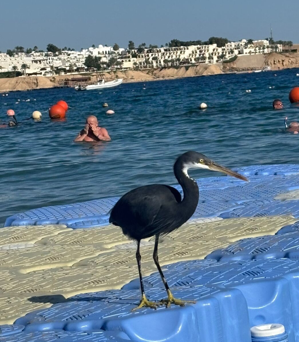 Фото Cataract Sharm Resort