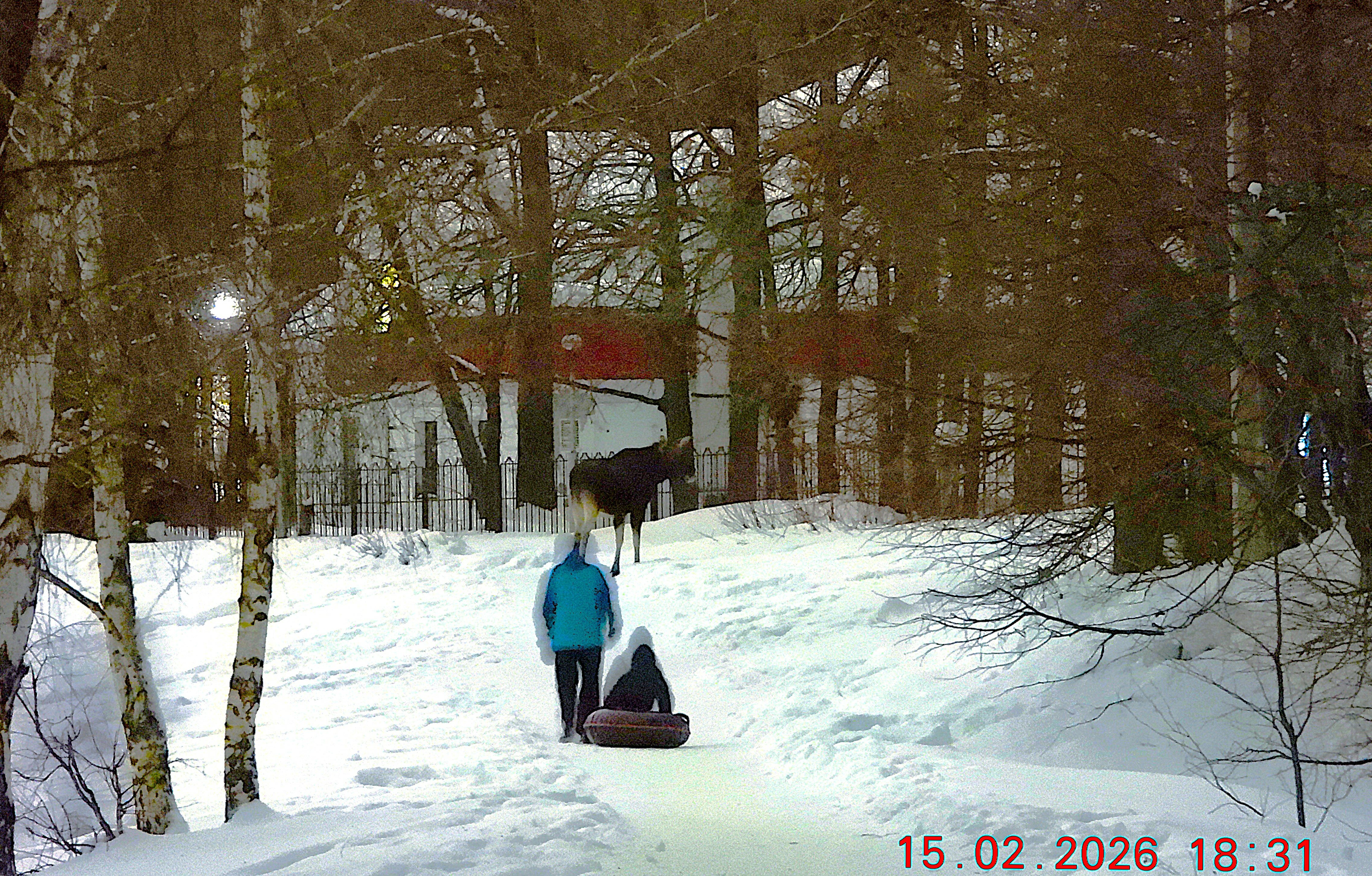 Фото Лесная