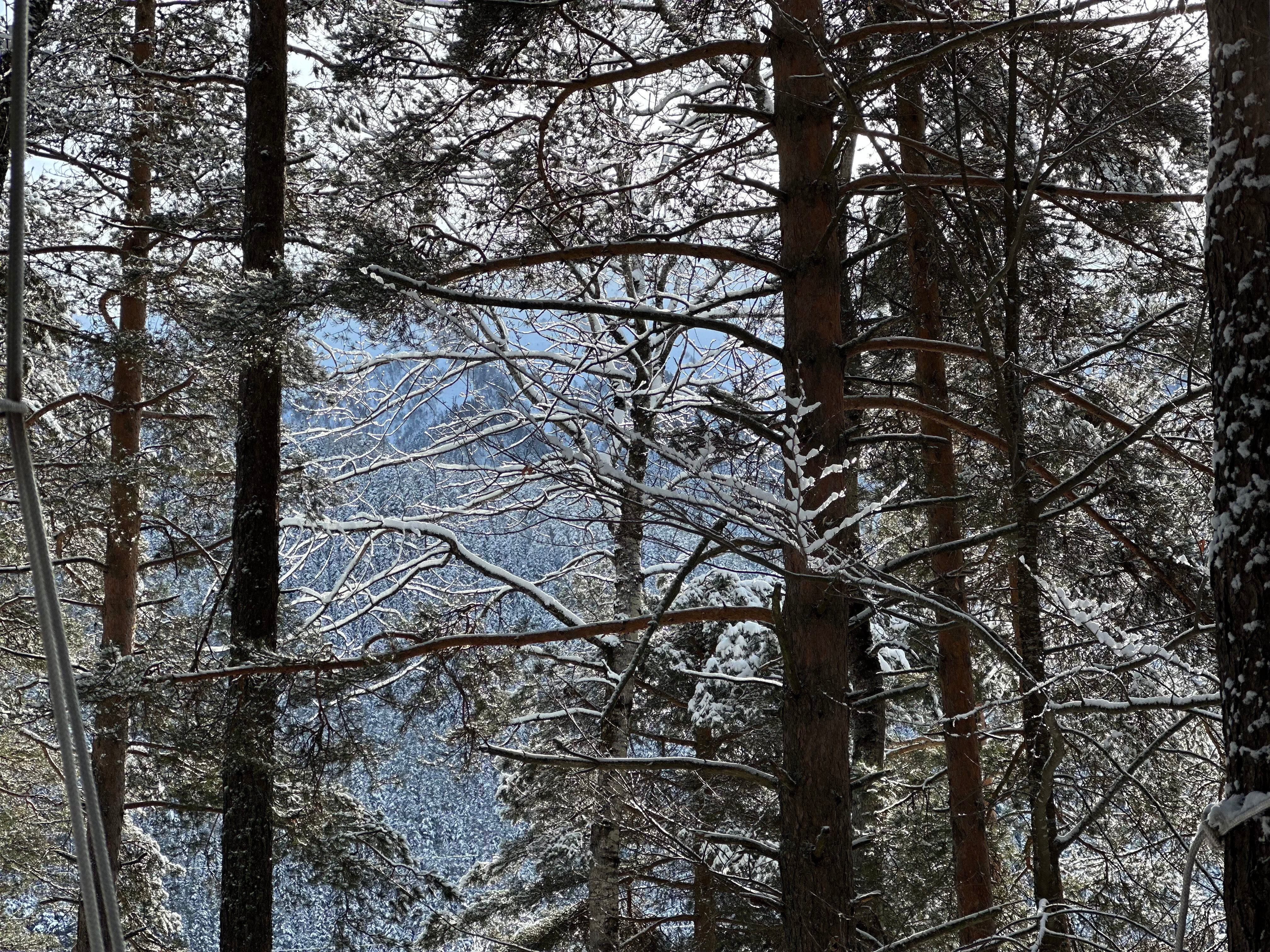 Фото Дух леса