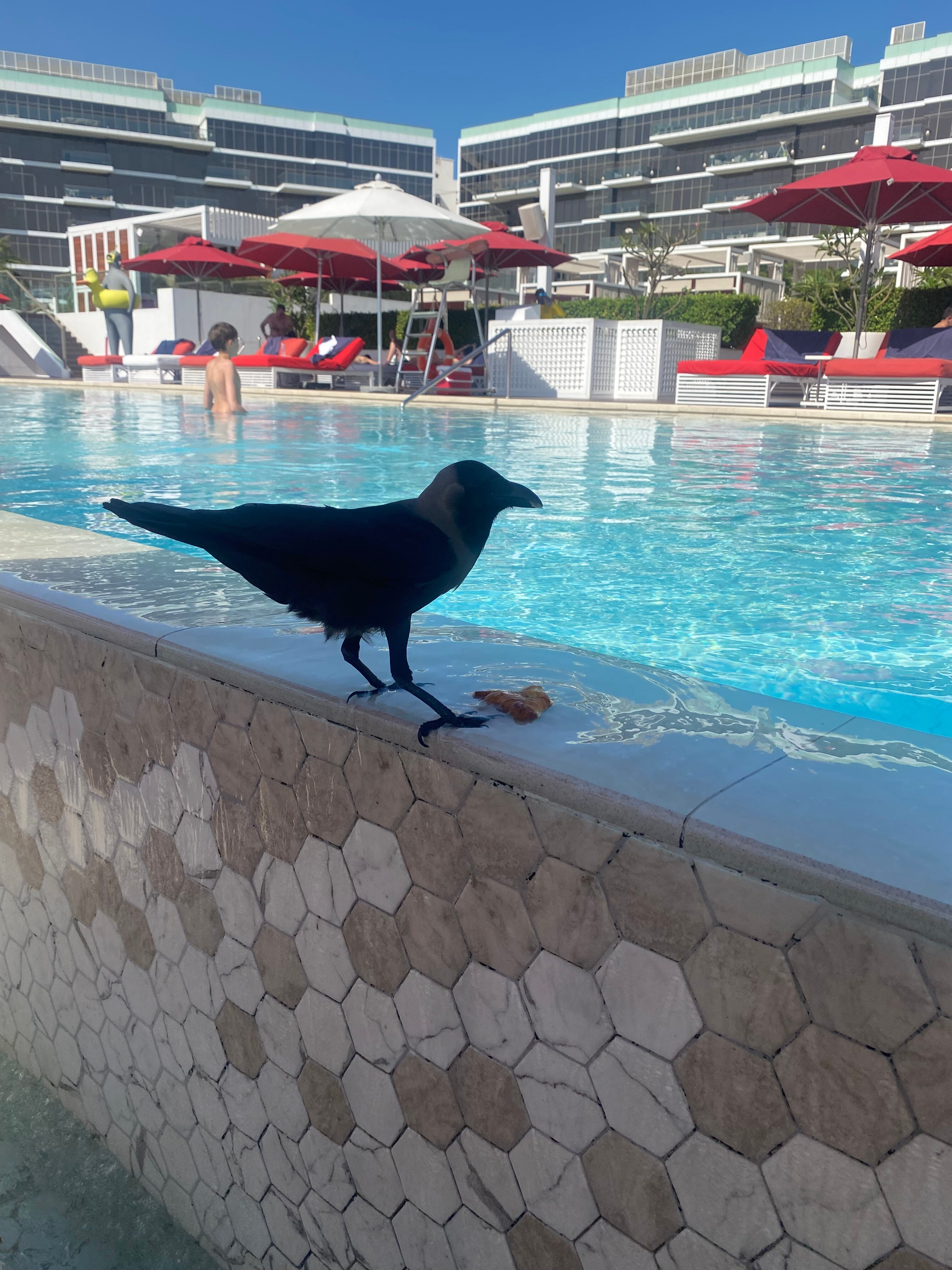 Фото Th8 Palm Dubai Beach Resort by IHG Dubai