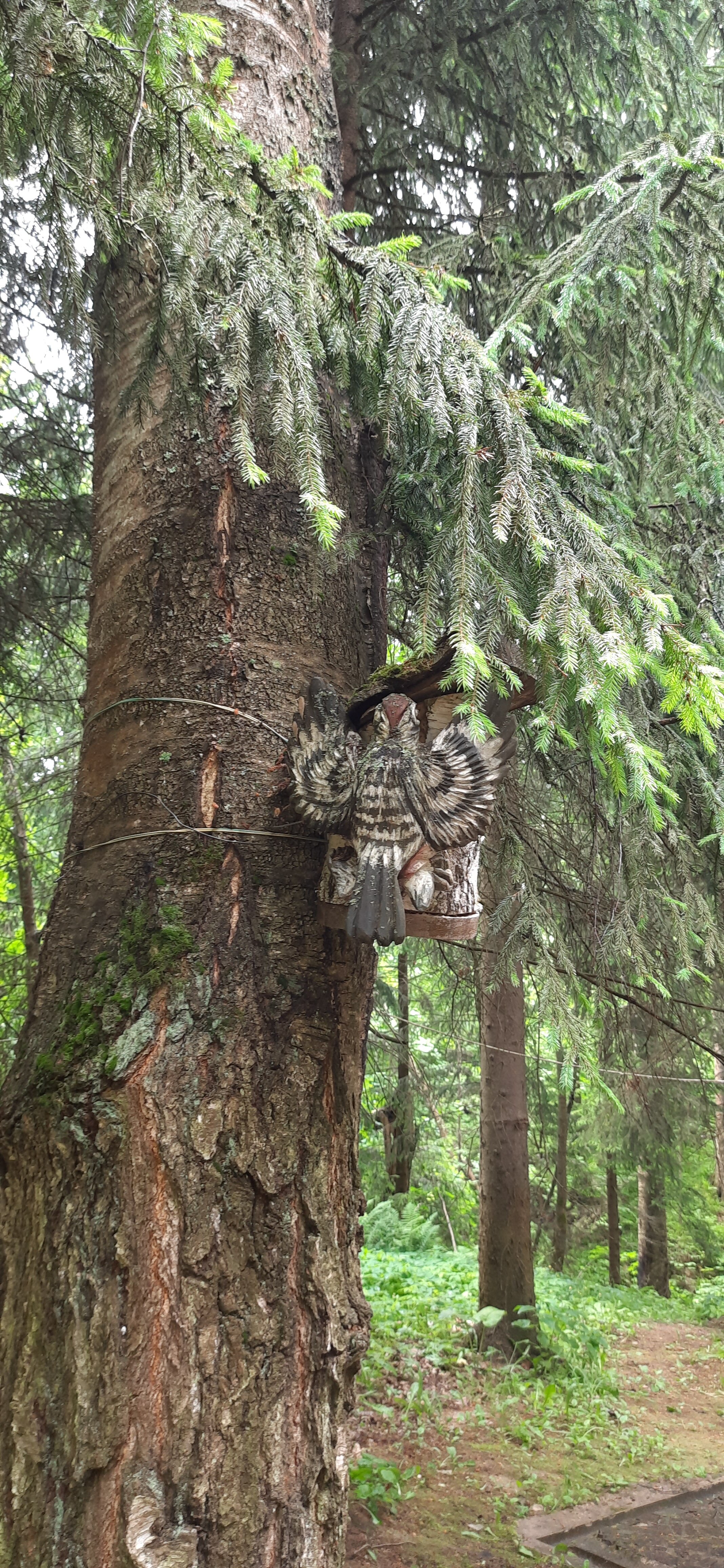 Фото Берёзовая роща