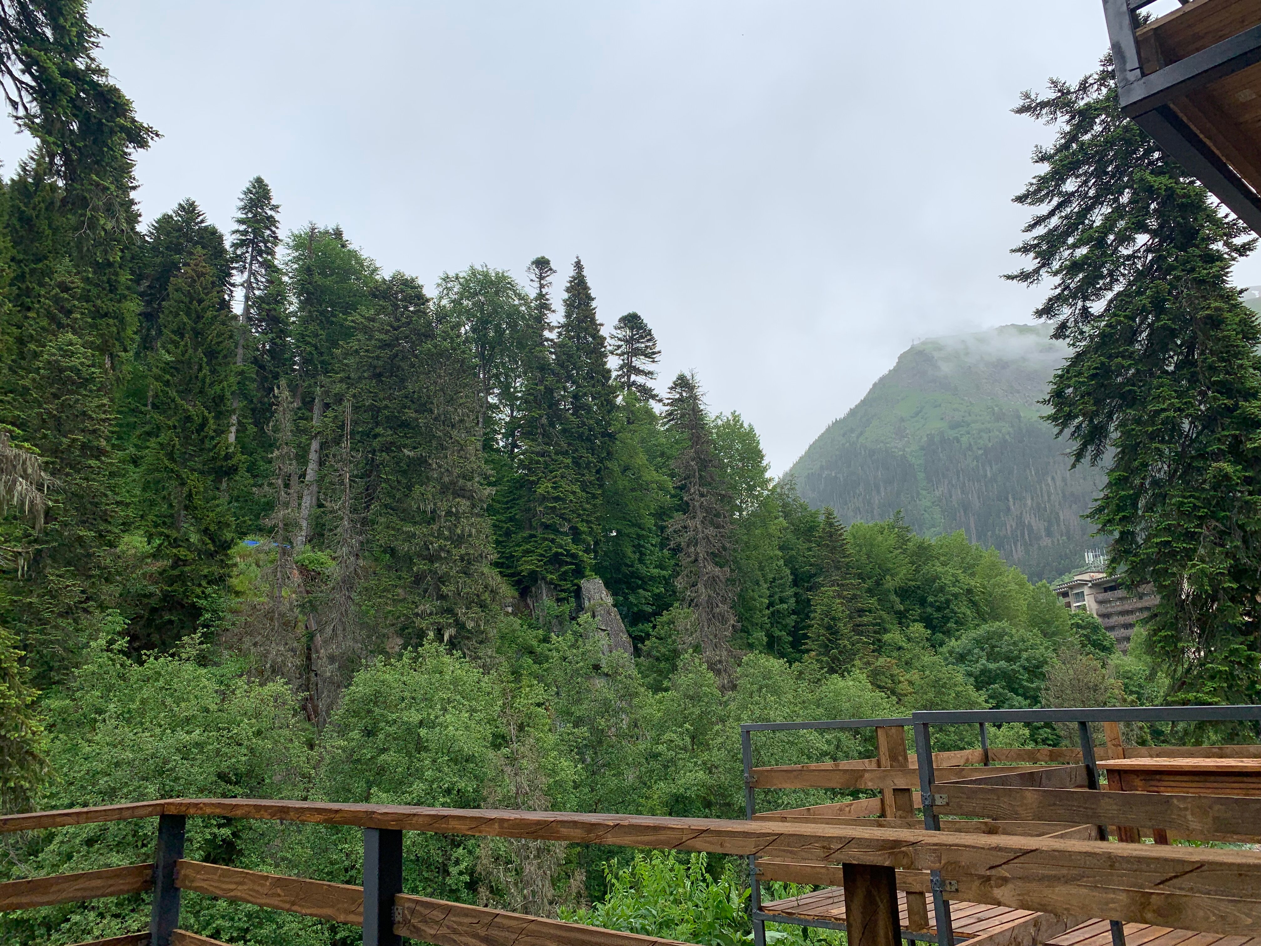 Фото Forest glamp