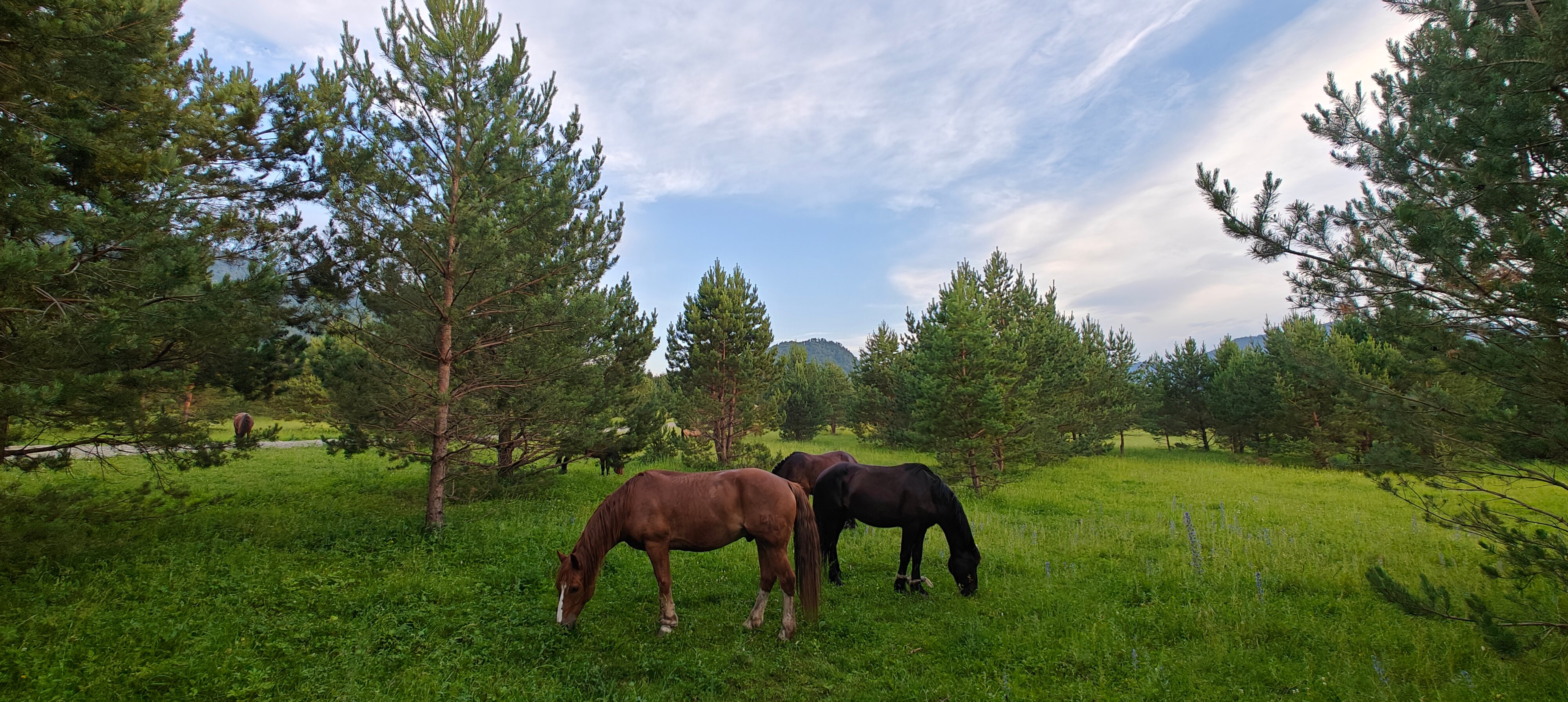 Фото Алтайский дом Перезагрузка