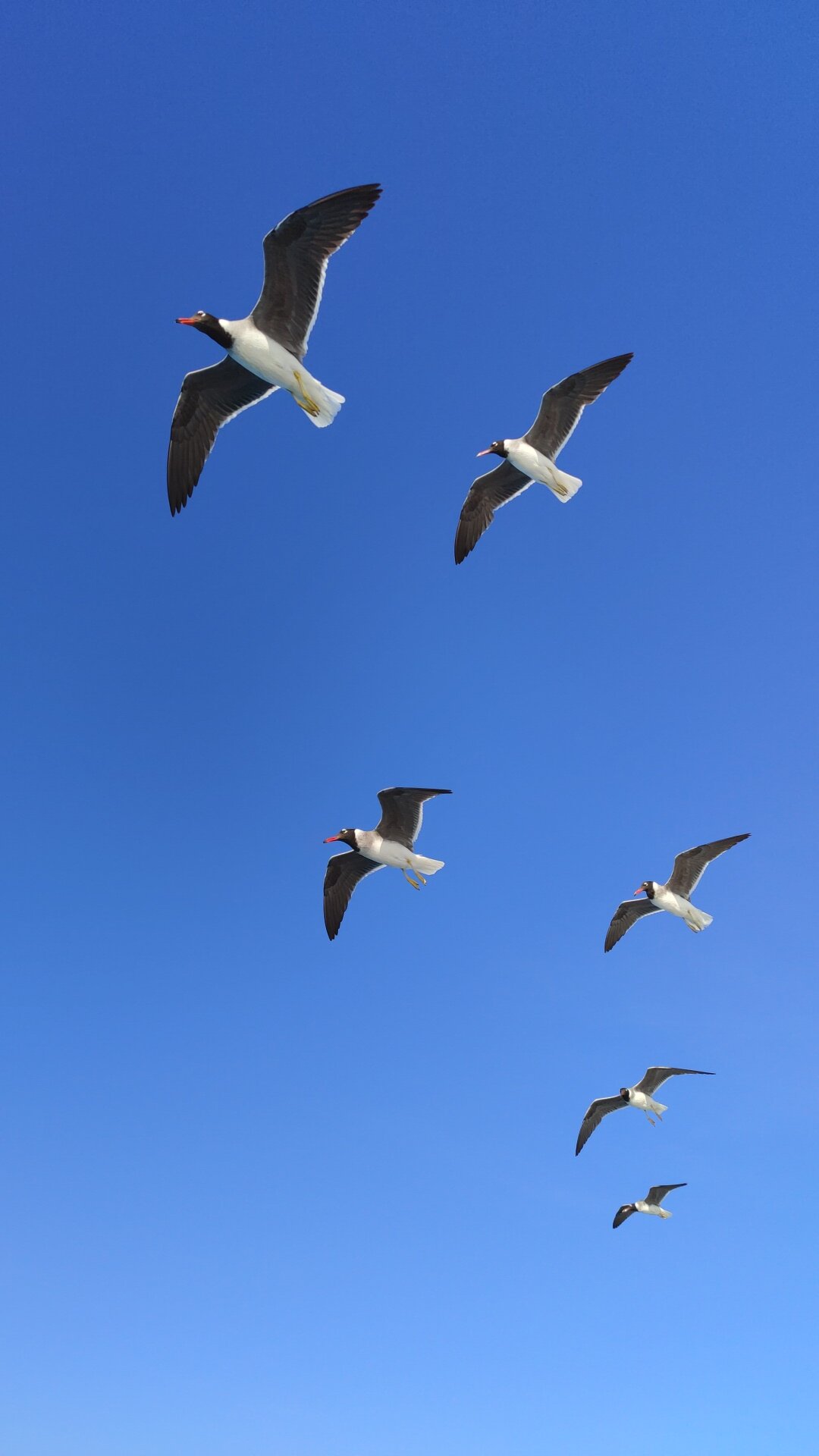 Фото Sunny Days Palma De Mirette