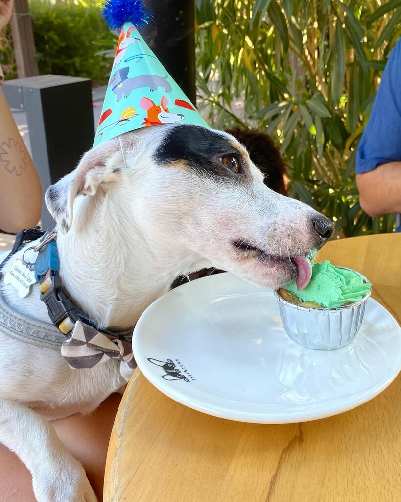 Cafe Patitown Pet Cafe & Shop & Coiffeur, Izmir, photo