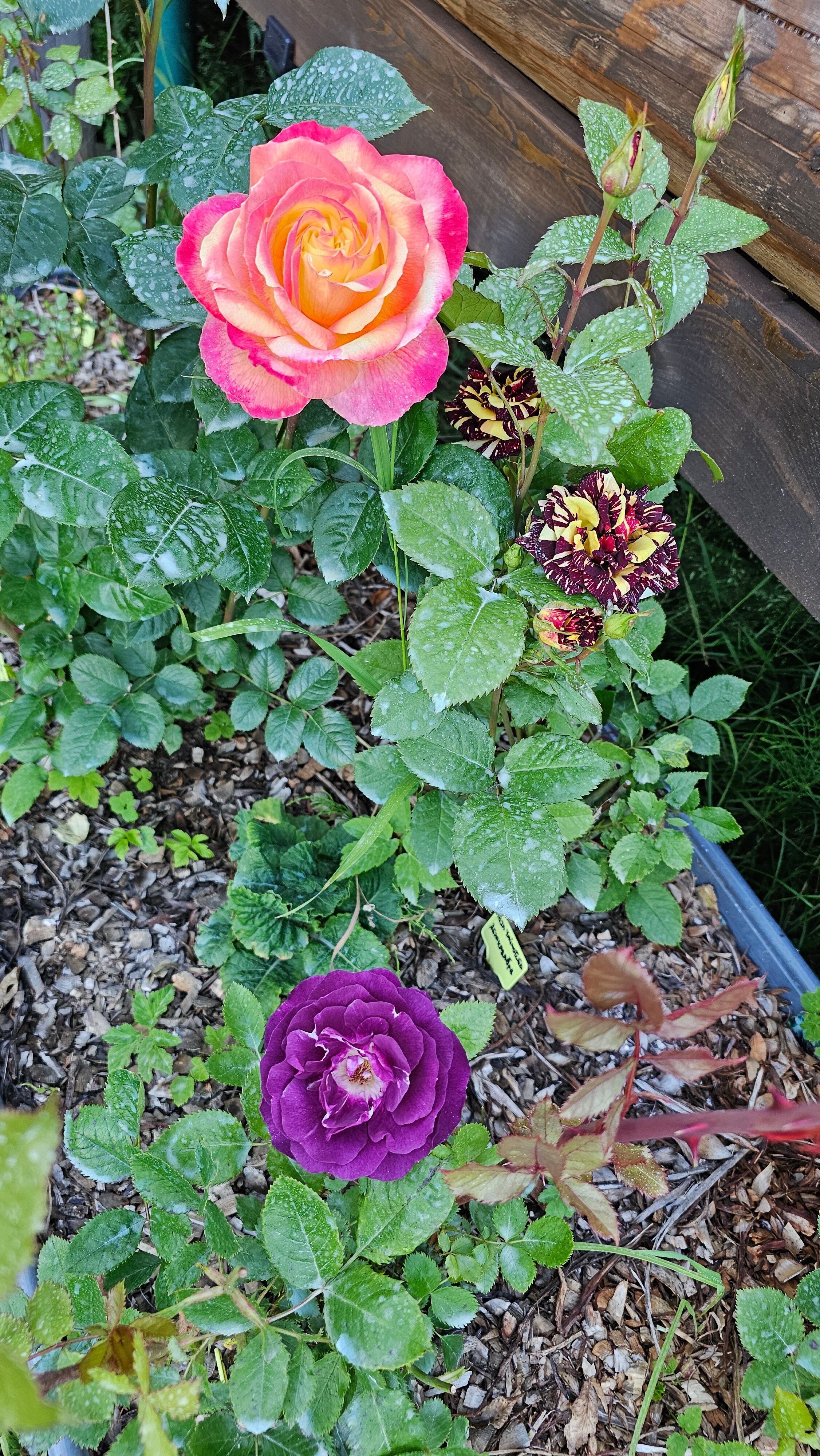 Фото Форт Логово в Бабариках