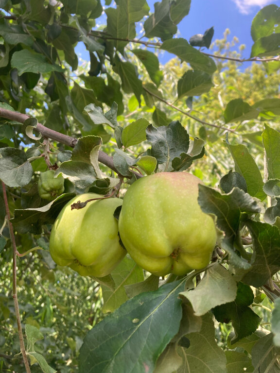 Фото Фазенда