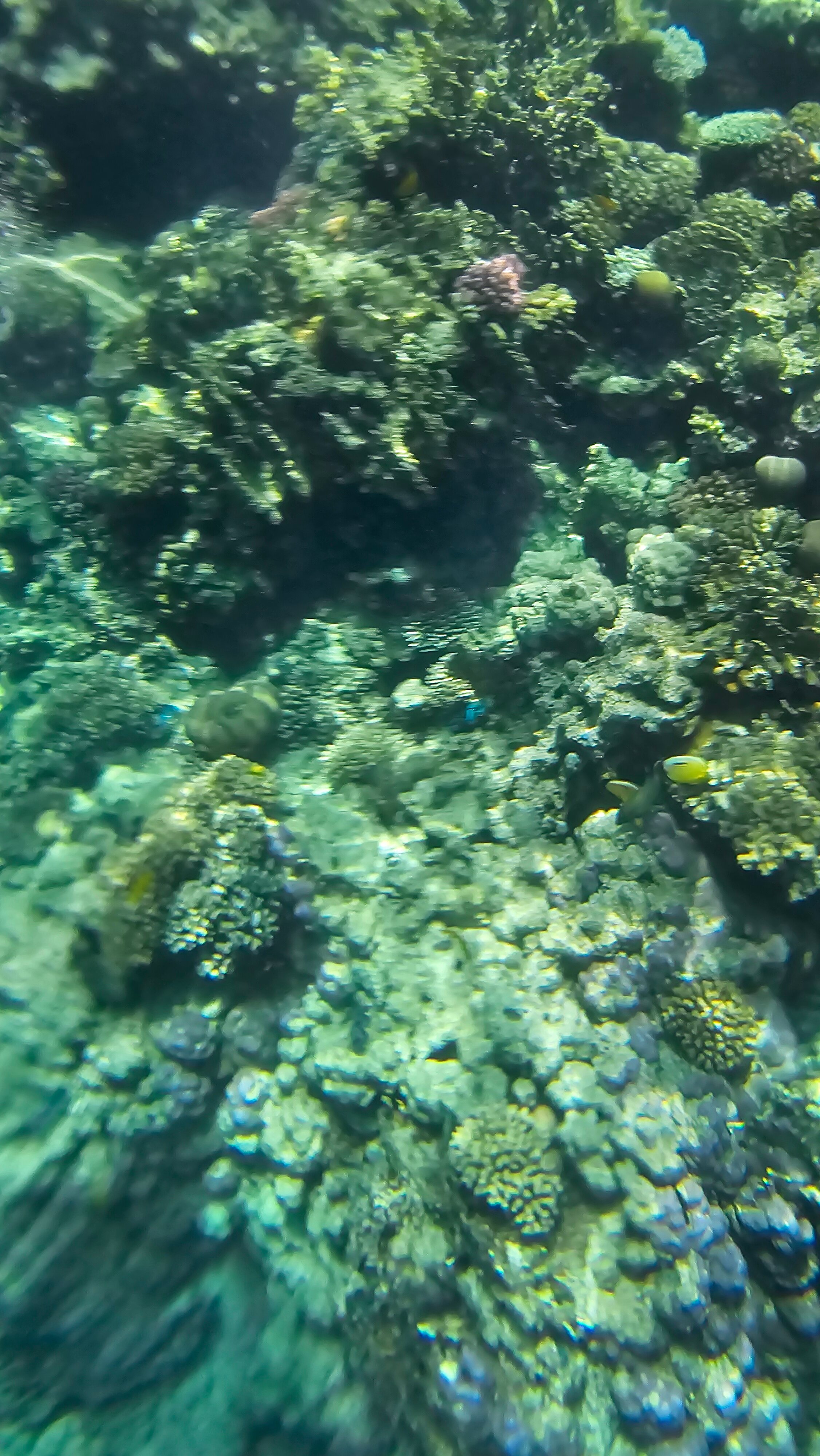 Фото Domina Coral Bay Oasis