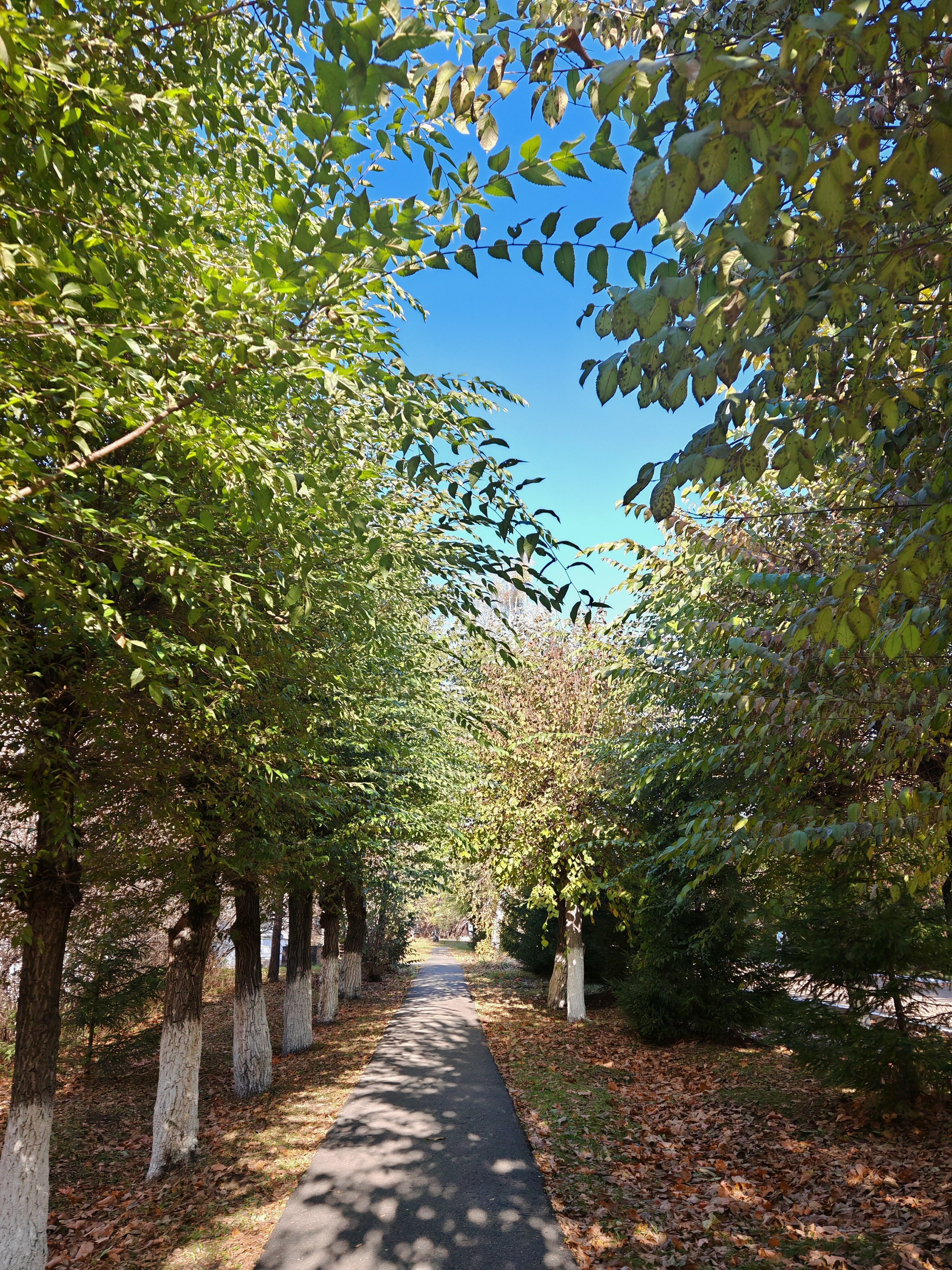 Фото Берёзки