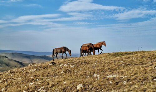 Гостиница Крокус в Кабардино-Балкарской Республике
