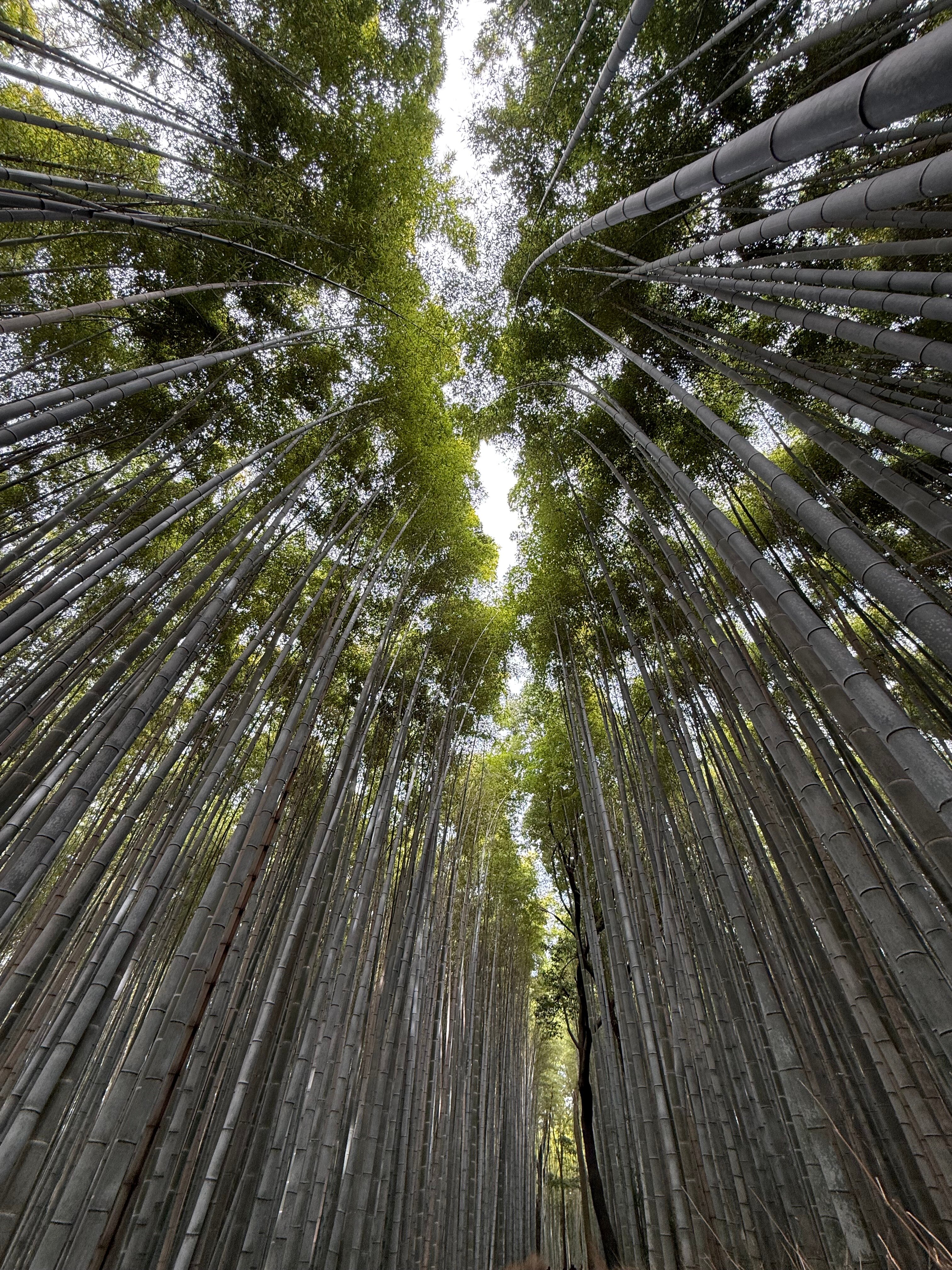 Фото Kyoto Brighton Hotel