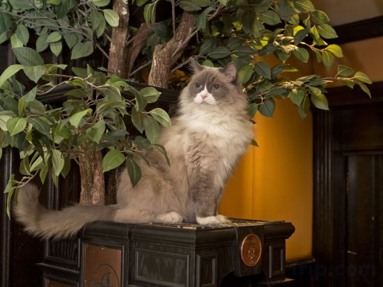 Фото The Algonquin Hotel Times Square, Autograph Collection