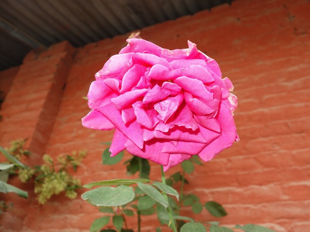 Фото Bodhi Guest House