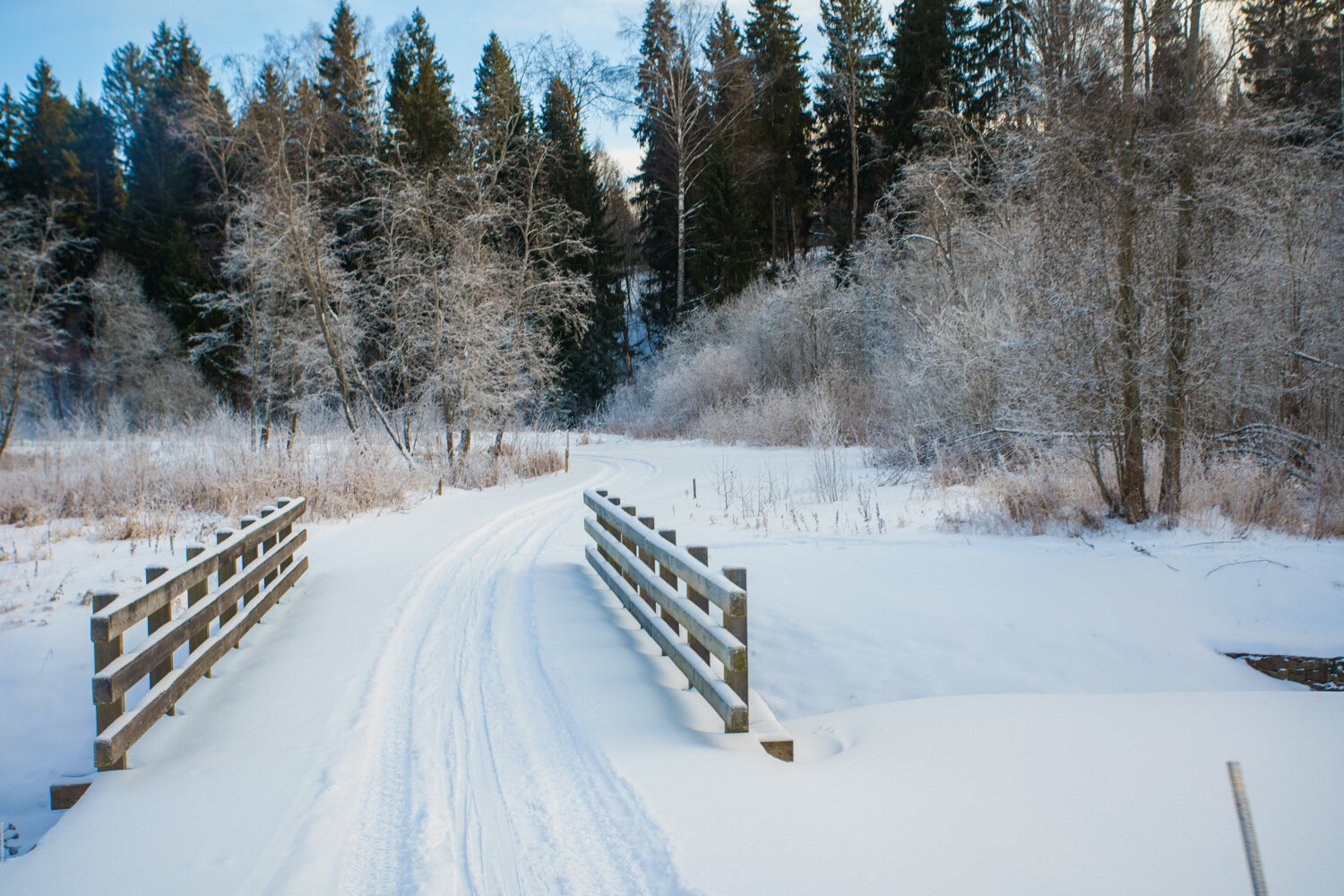 Фото Форест Хиллс