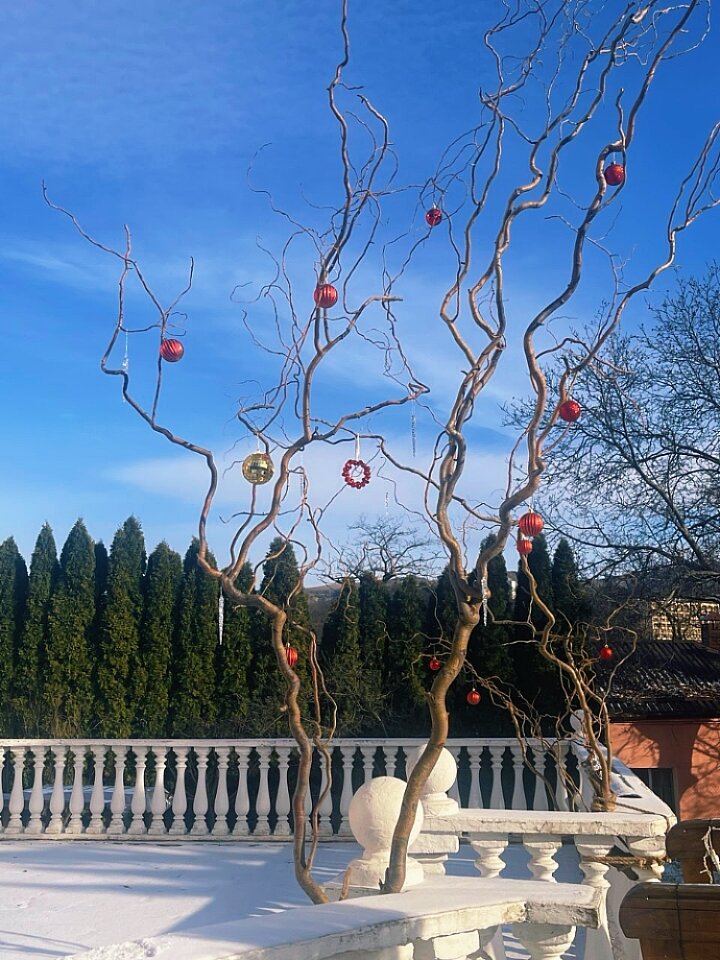 Фото Ласточка