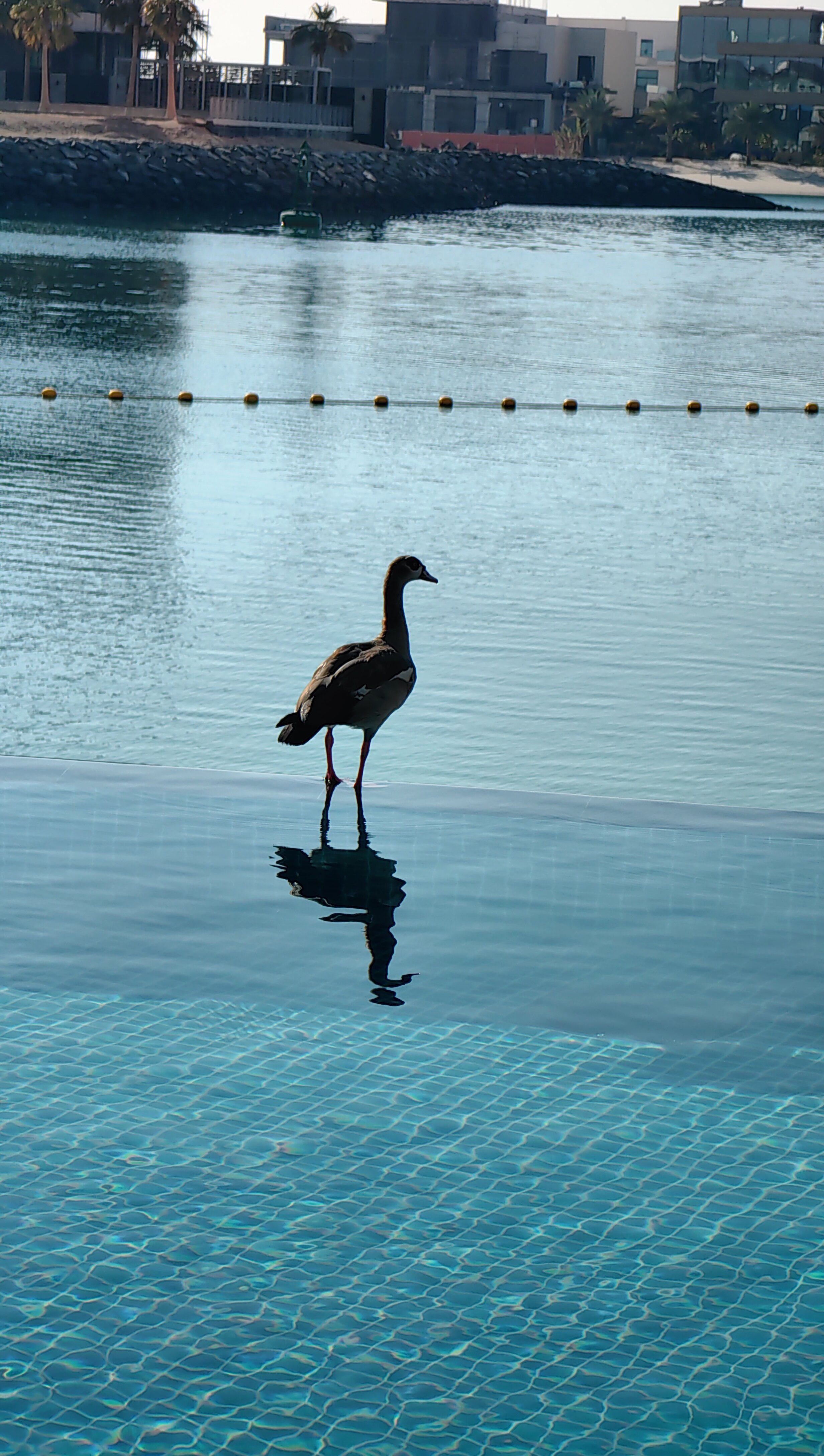 Фото Grand Hyatt Abu Dhabi Hotel And Residences Emirates Pearl