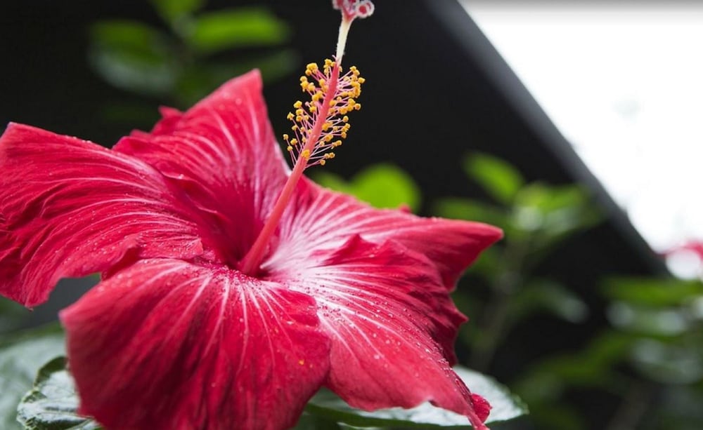 Фото Broad Leaf Villas