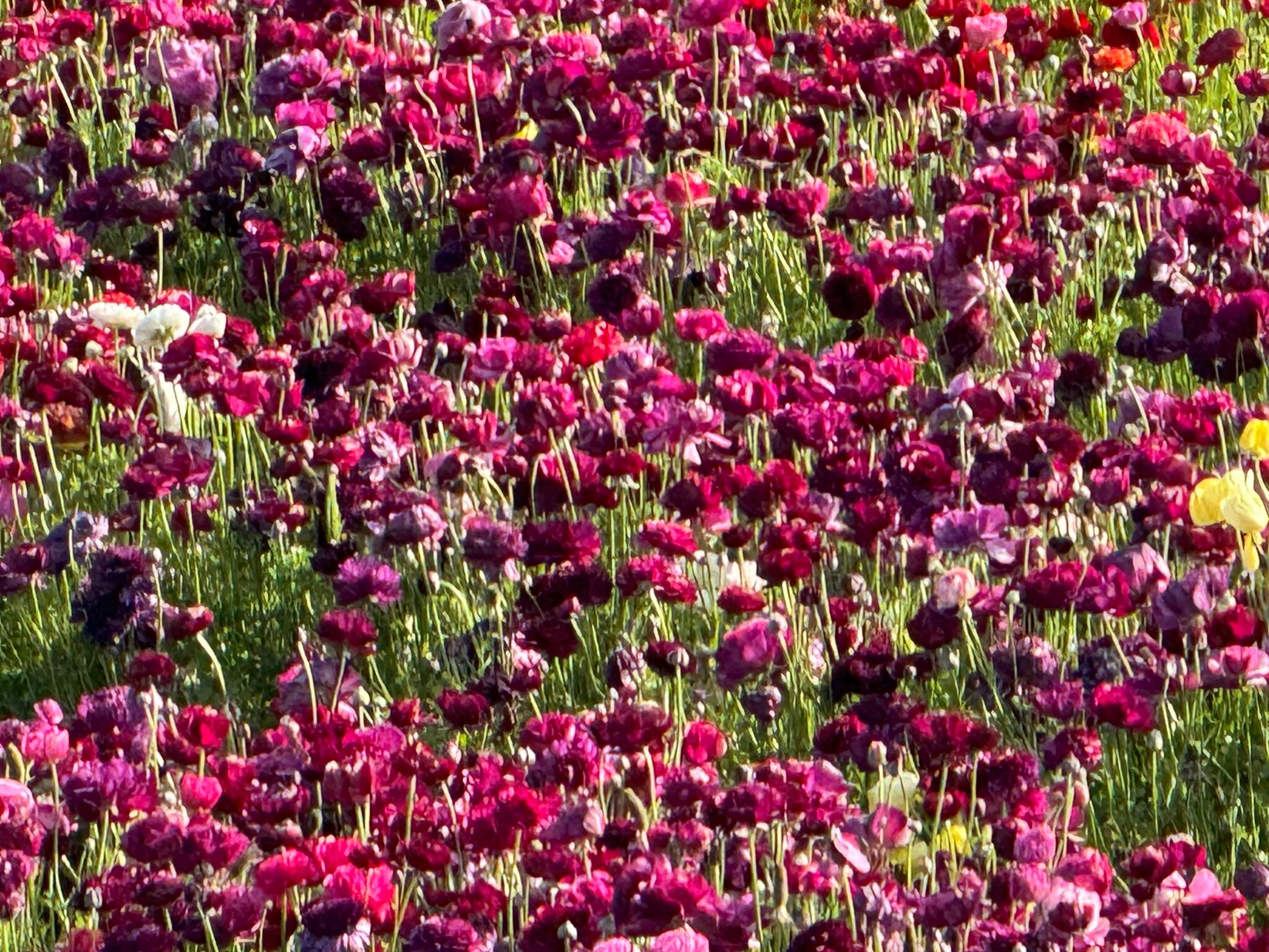 Фото Holiday Inn Express Hotel & Suites Carlsbad Beach, an Ihg Hotel