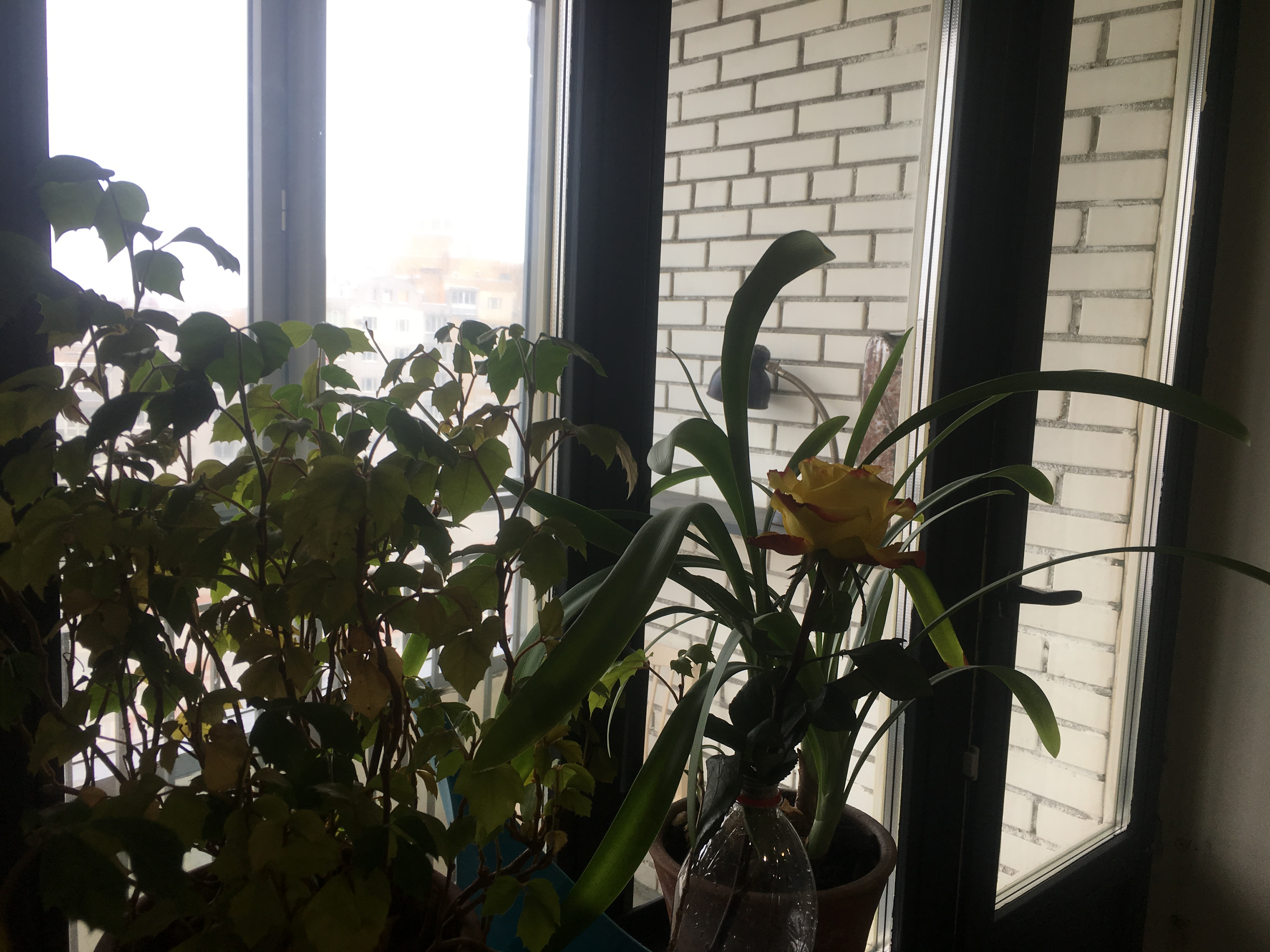 Фото Есенин