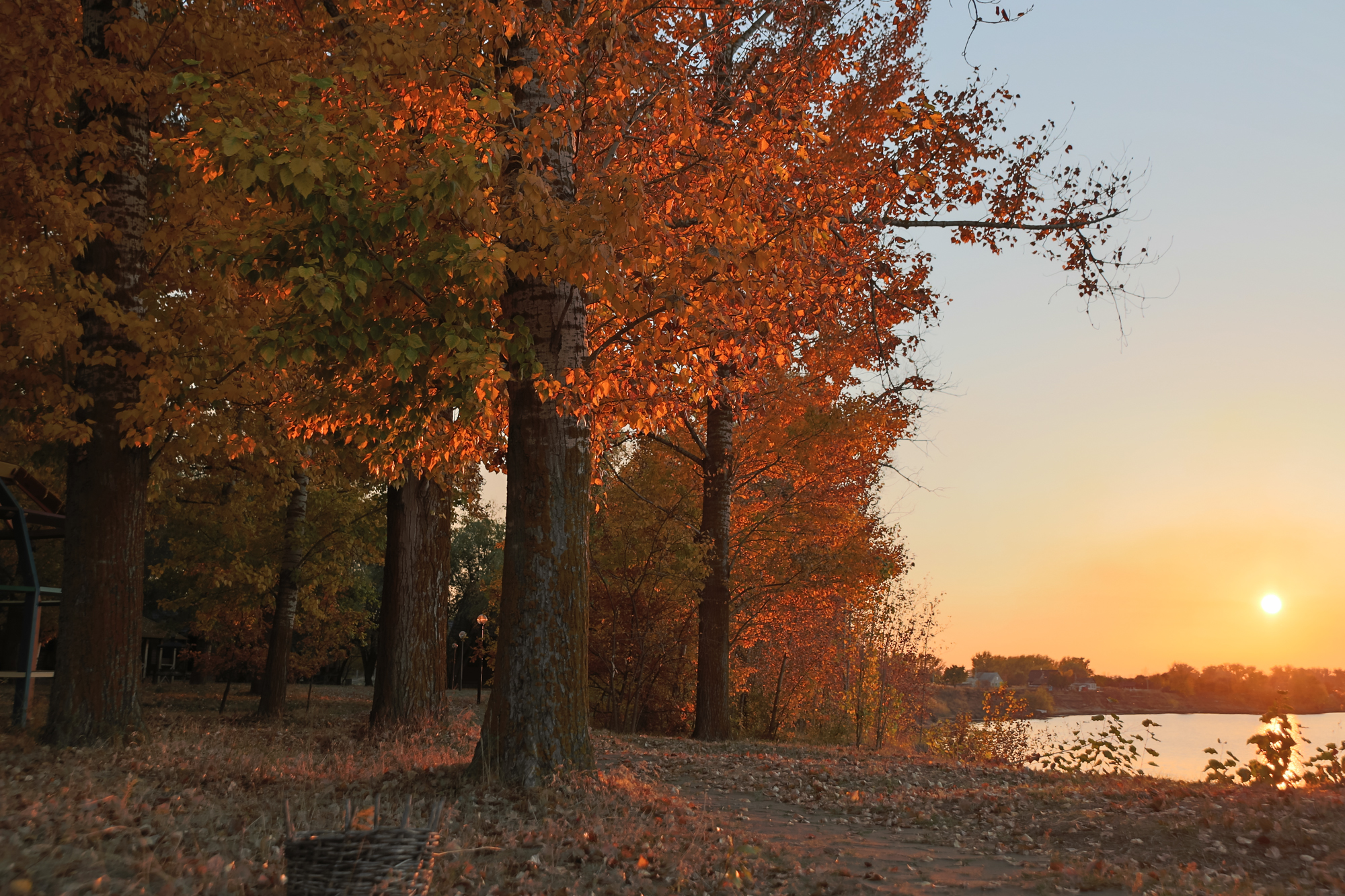 Фото Лесная