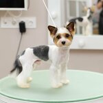 Nessy Groom (Fridrikha Engelsa Street, 21), salón de mascota, peluquería de animales