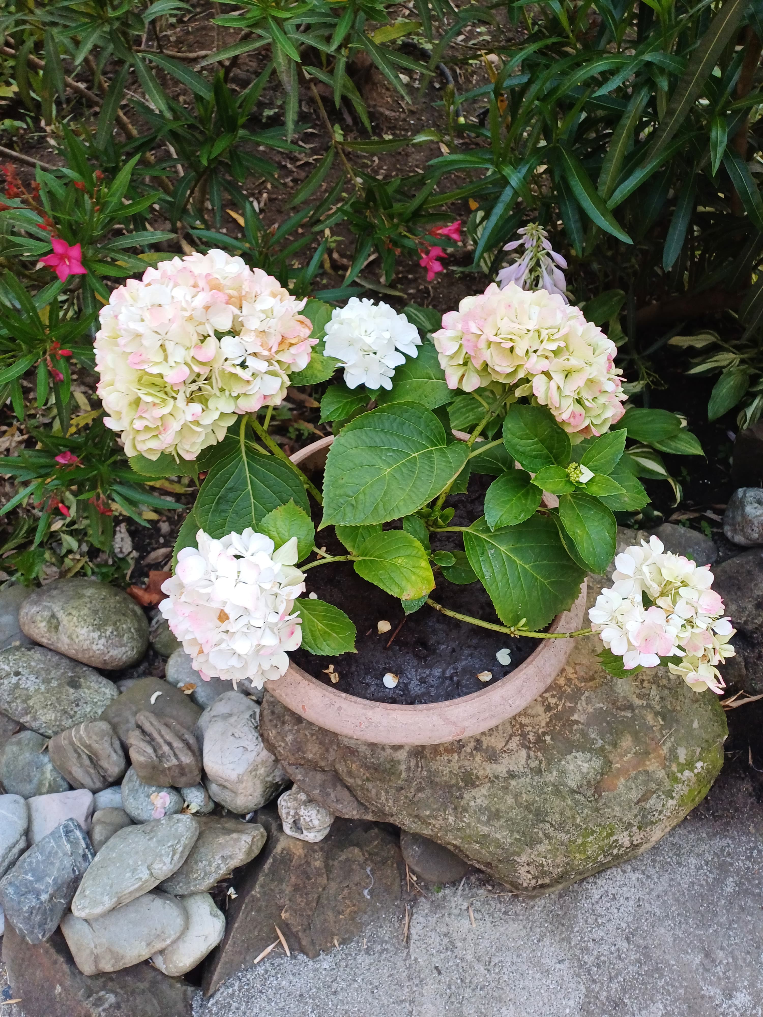 Фото Бамбуковая Роща