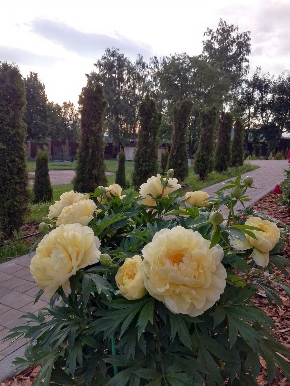 Фото Русский пар