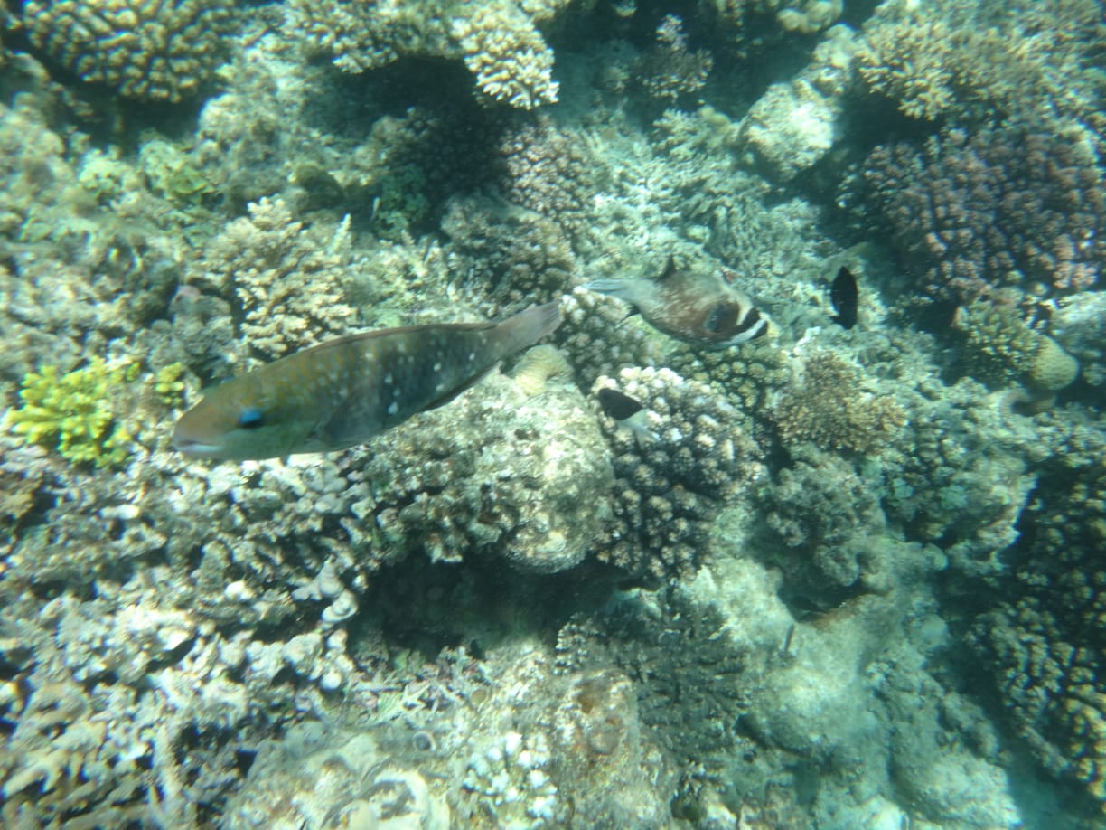 Фото Eagles Downtown Zahabia & Beach Resort