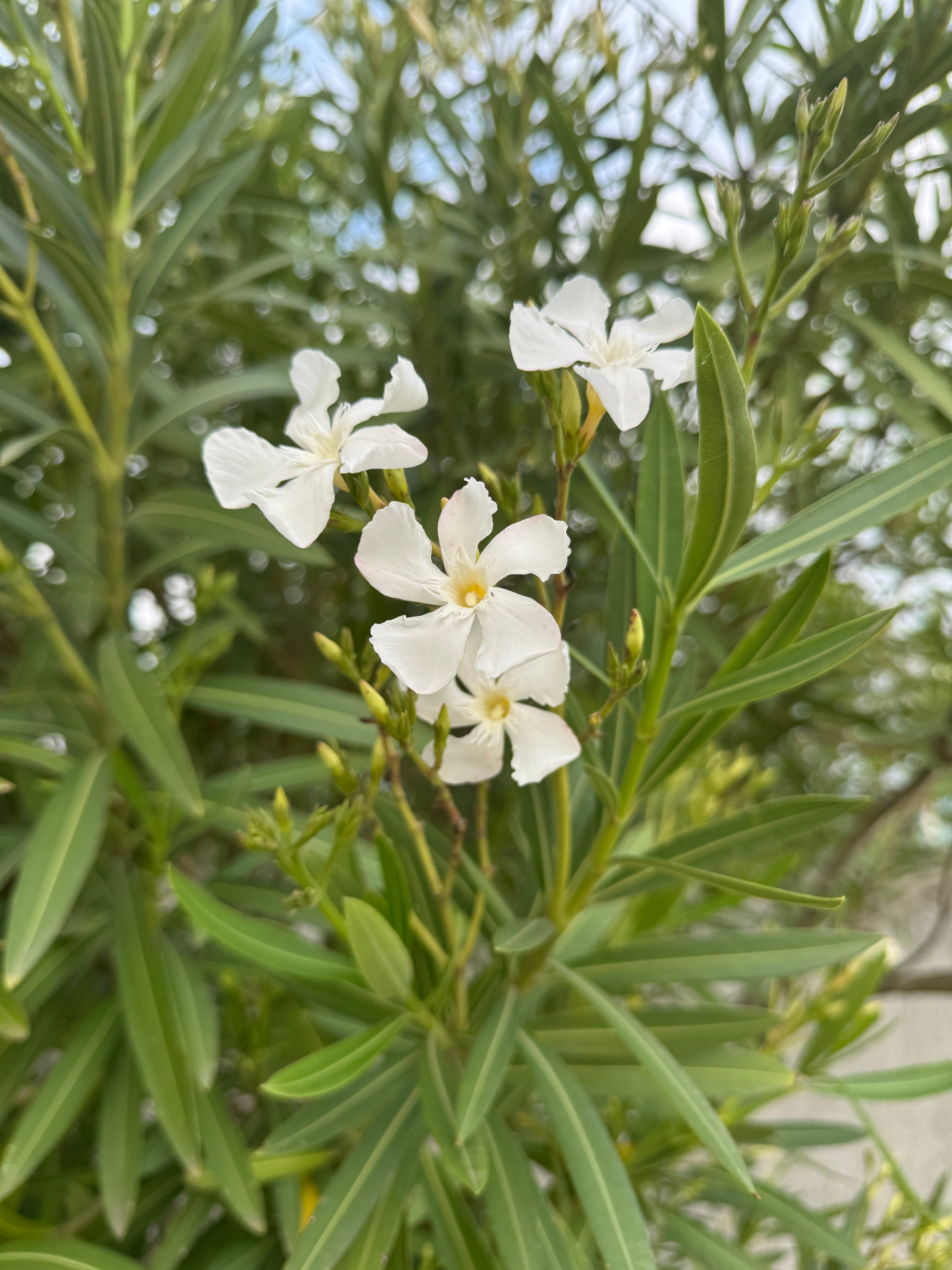 Фото Резиденция Апсны