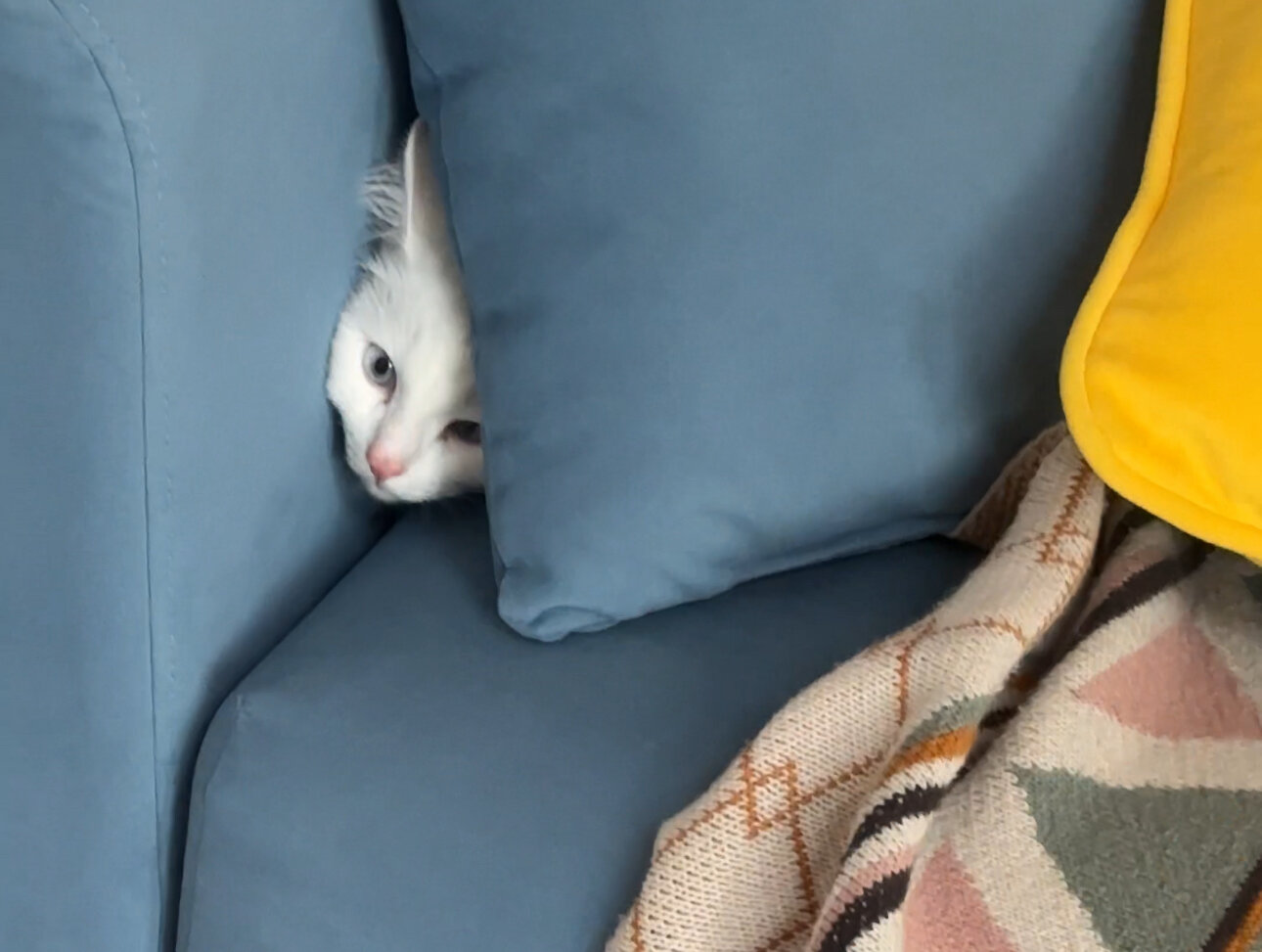 Фото 219120696027