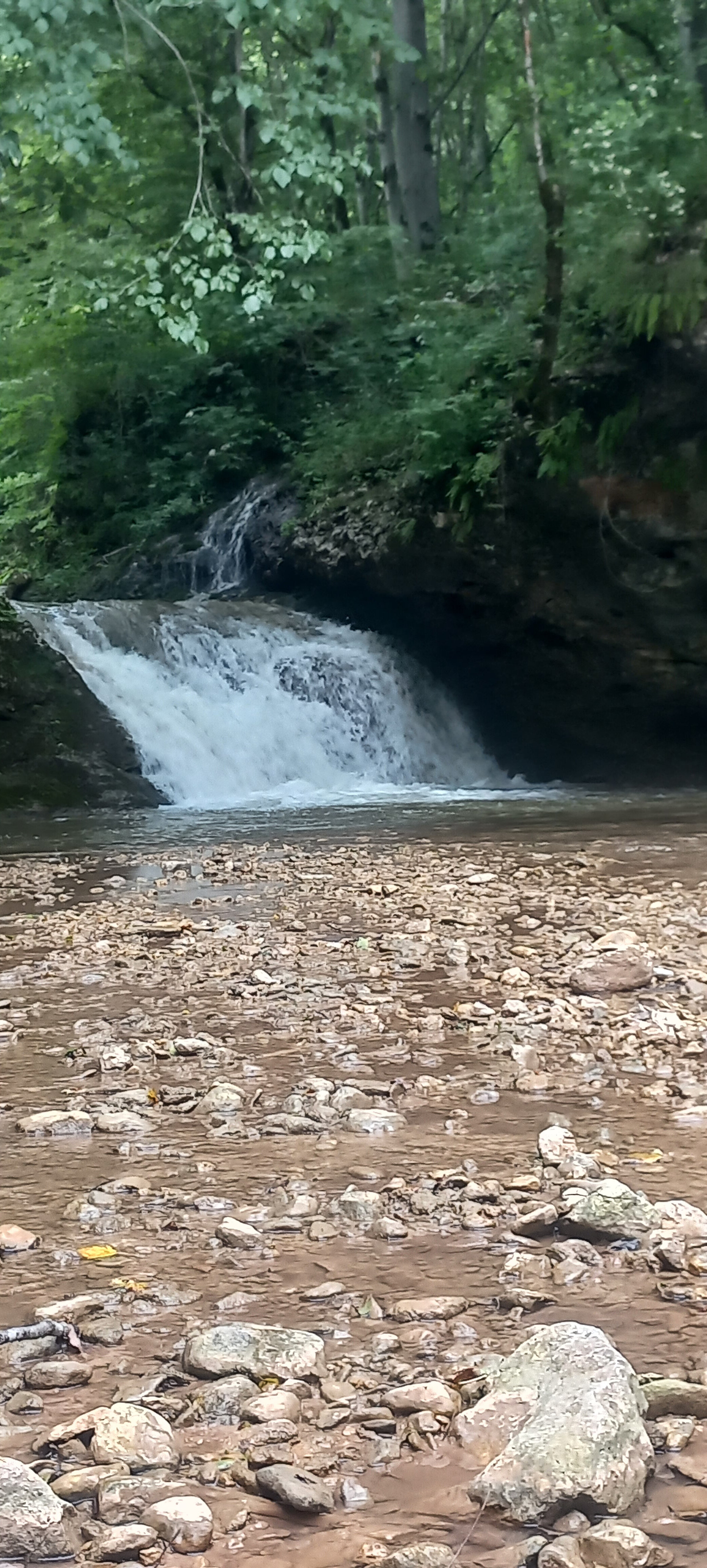 Фото Снежный Барс