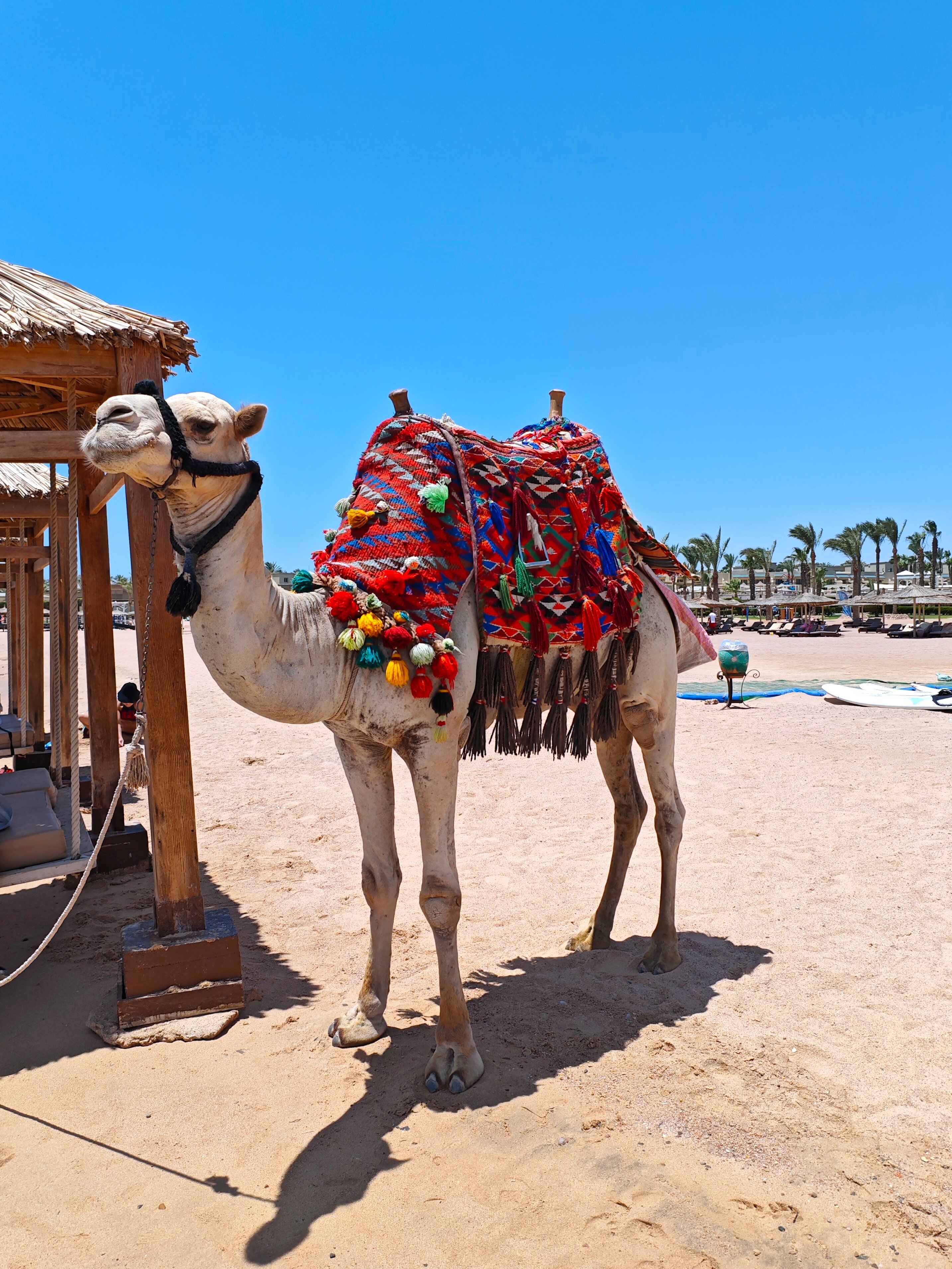 Фото Albatros Laguna Vista Resort