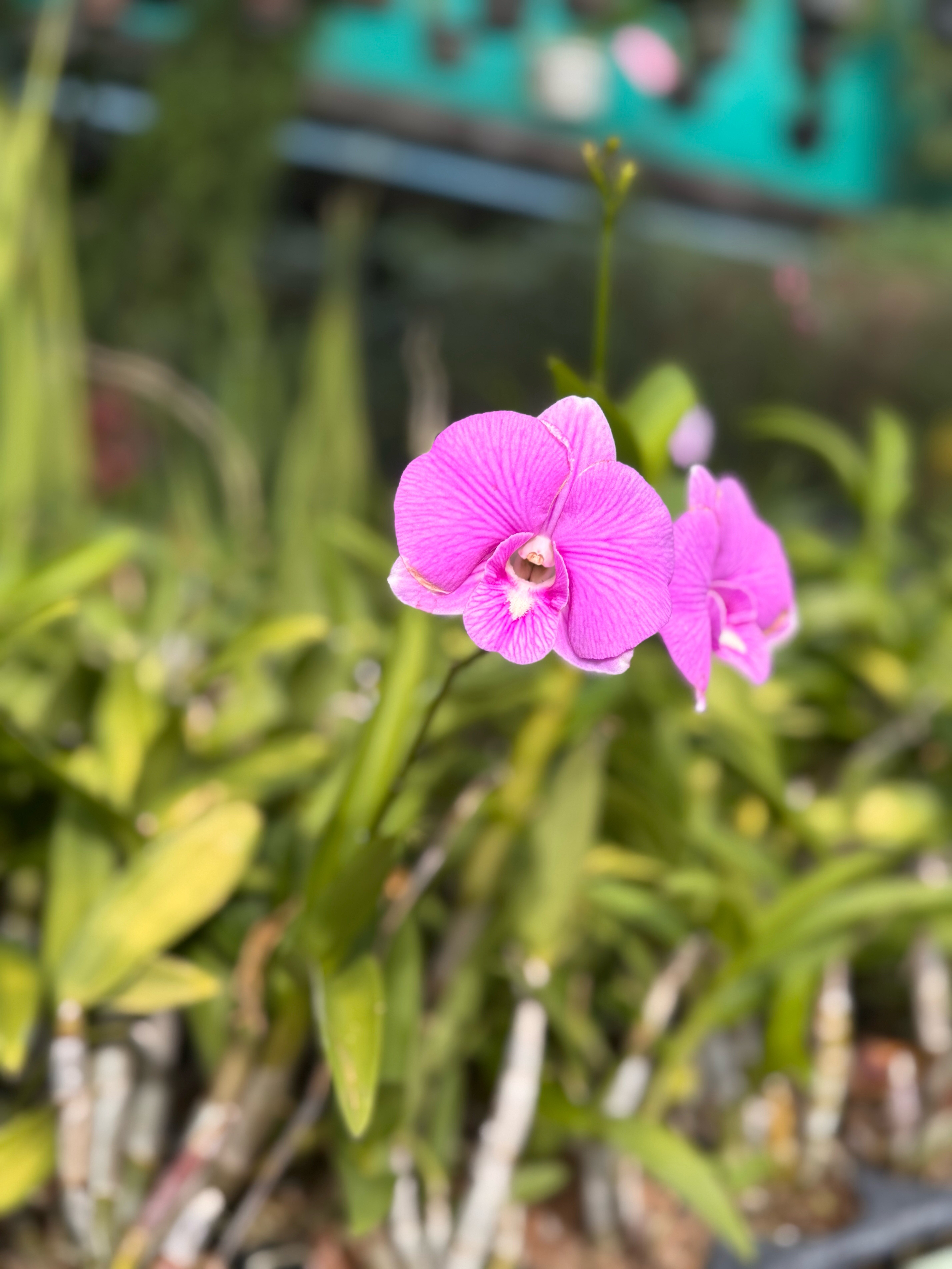 Фото Orchidacea Resort