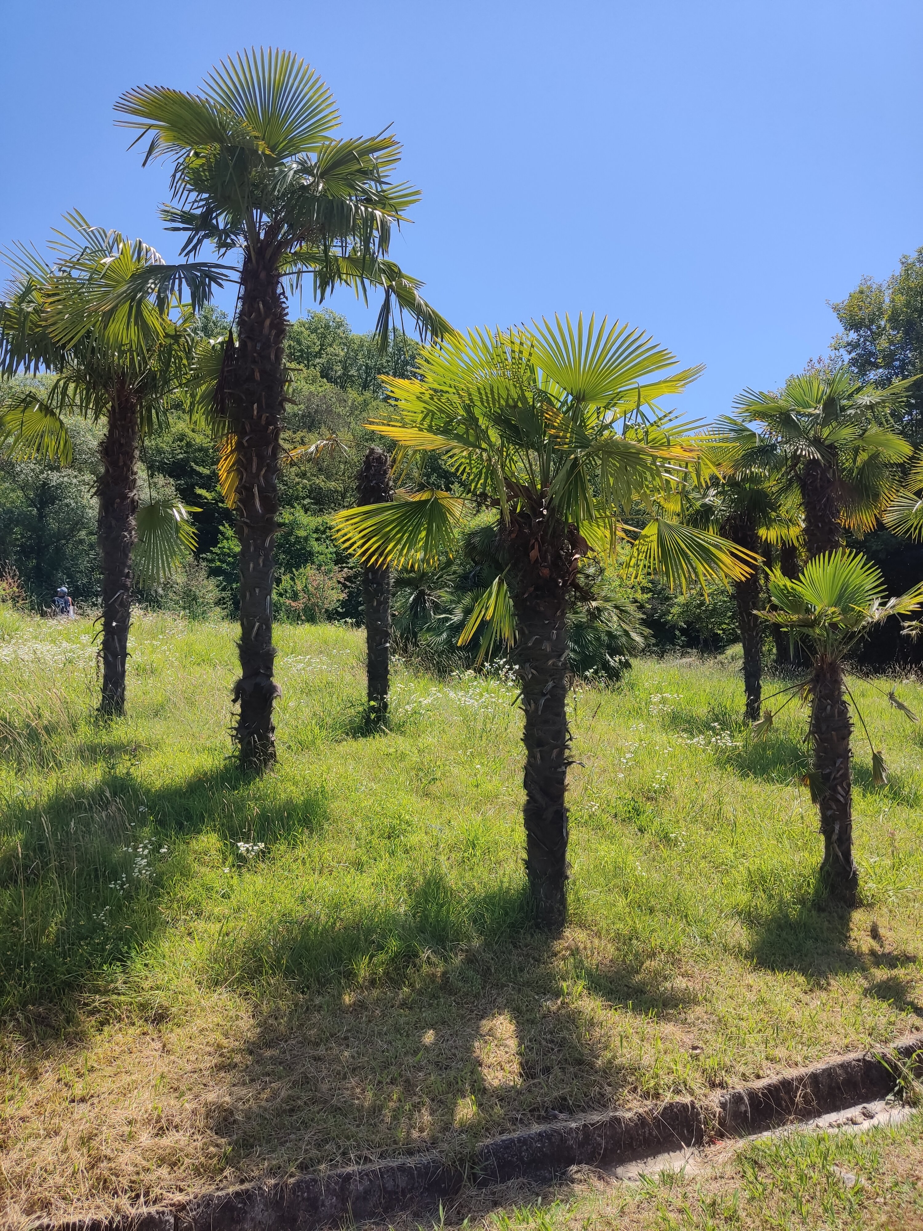 Фото Пансионат Мюссера им. Н. Лакоба