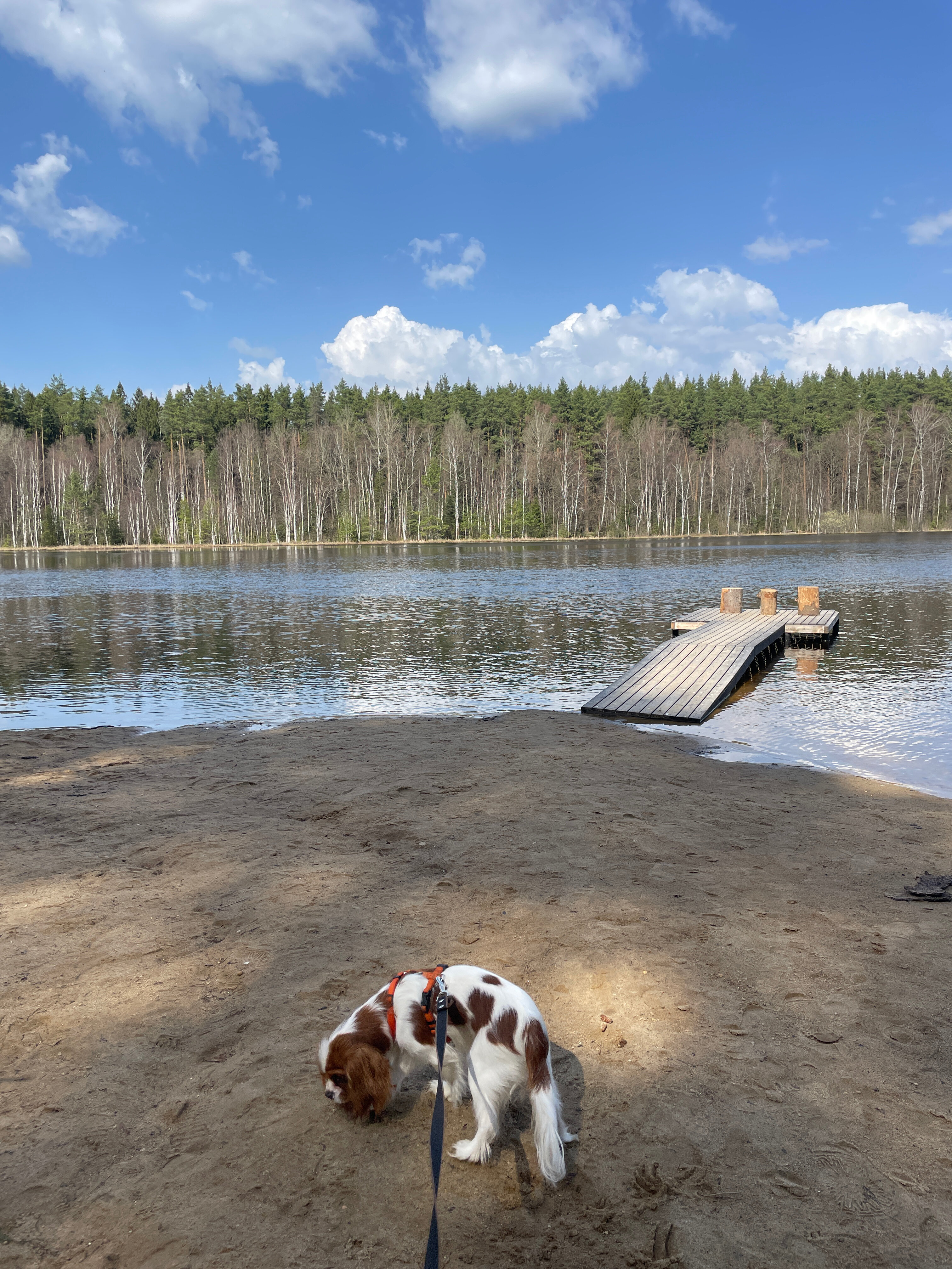 Фото Озеро белых лилий