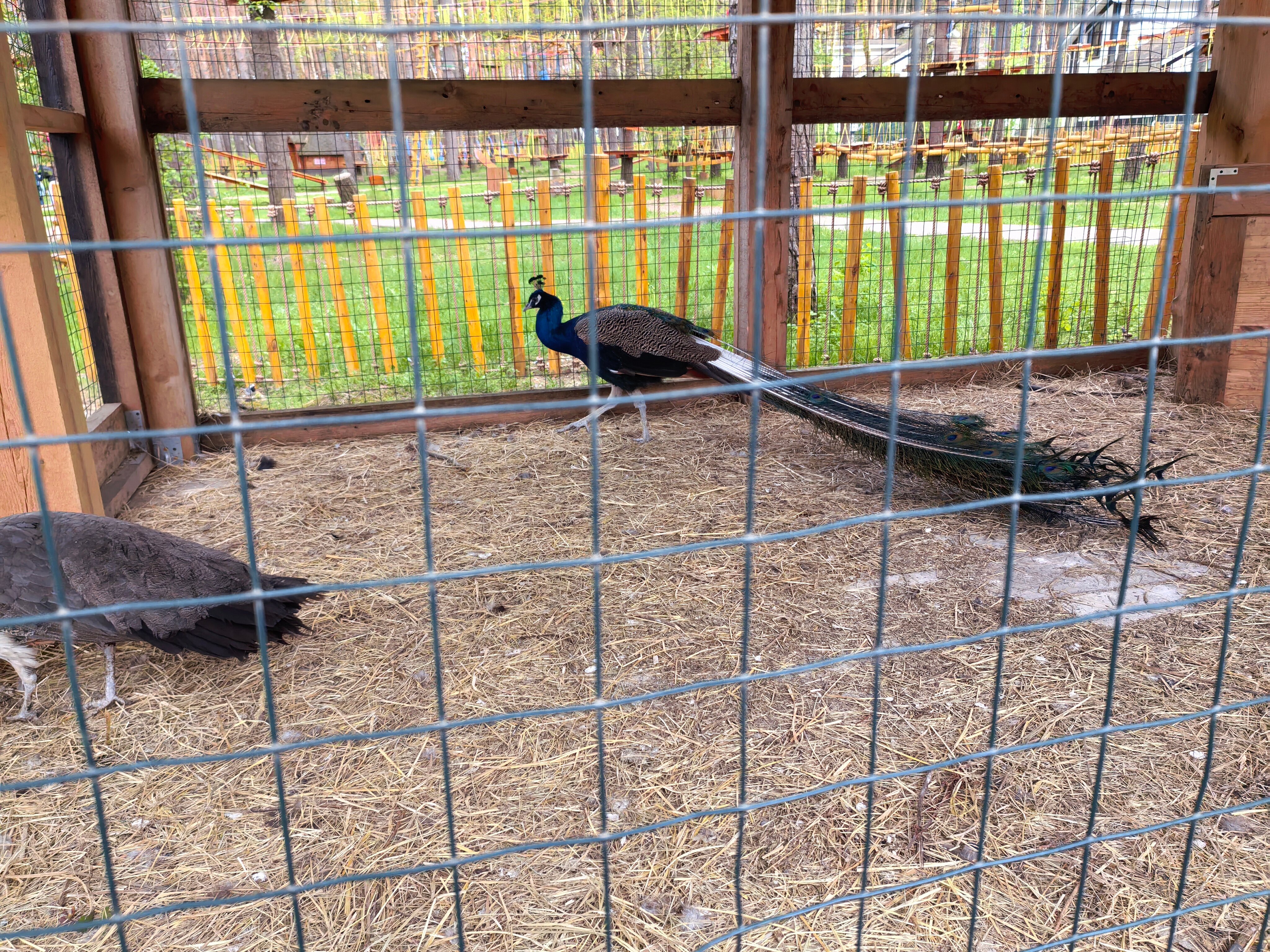 Фото Русский