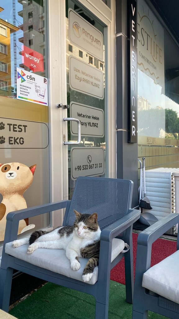 Veterinary clinic Penguen Veterinary Clinic, Alanya, photo