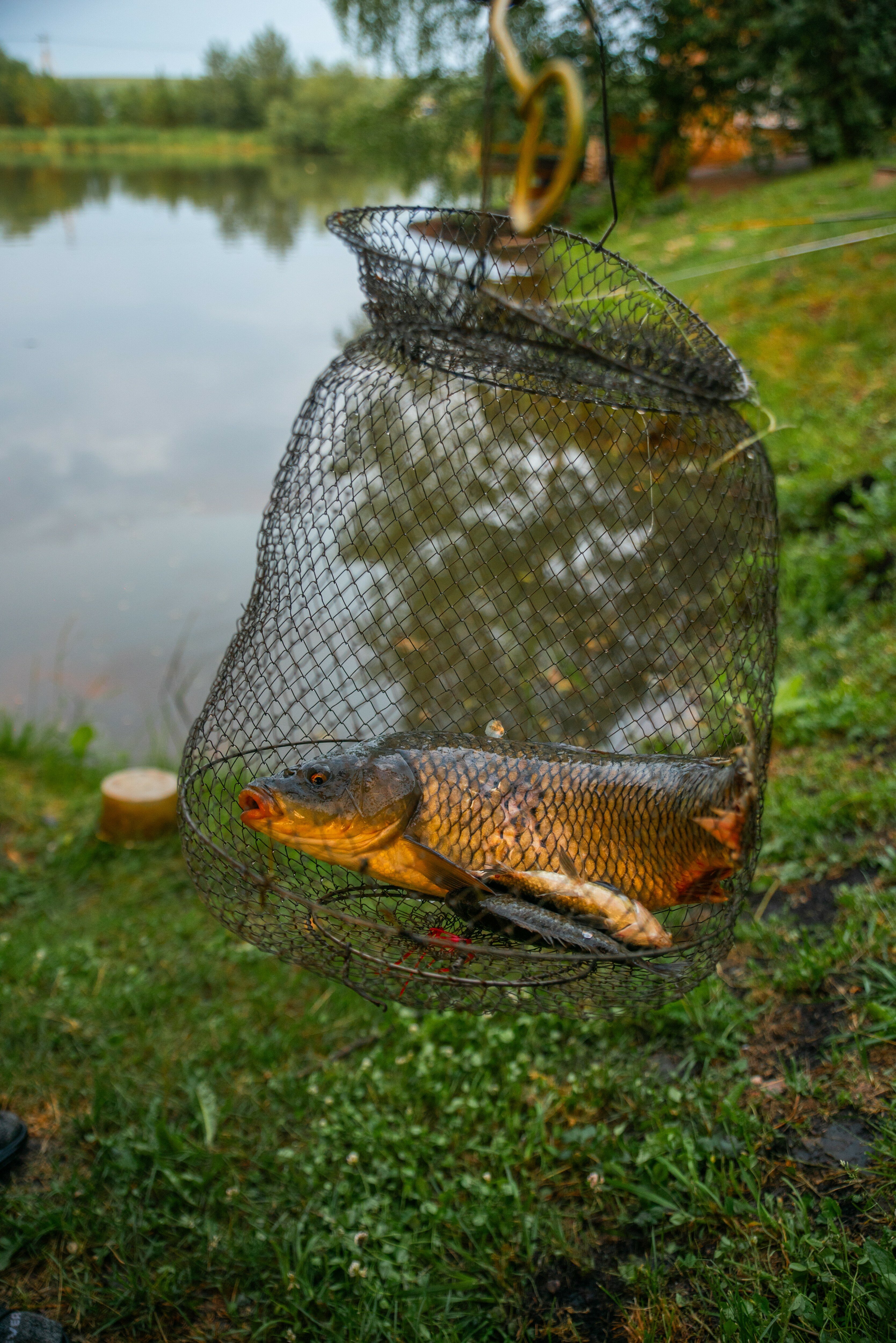 Фото Калина красная