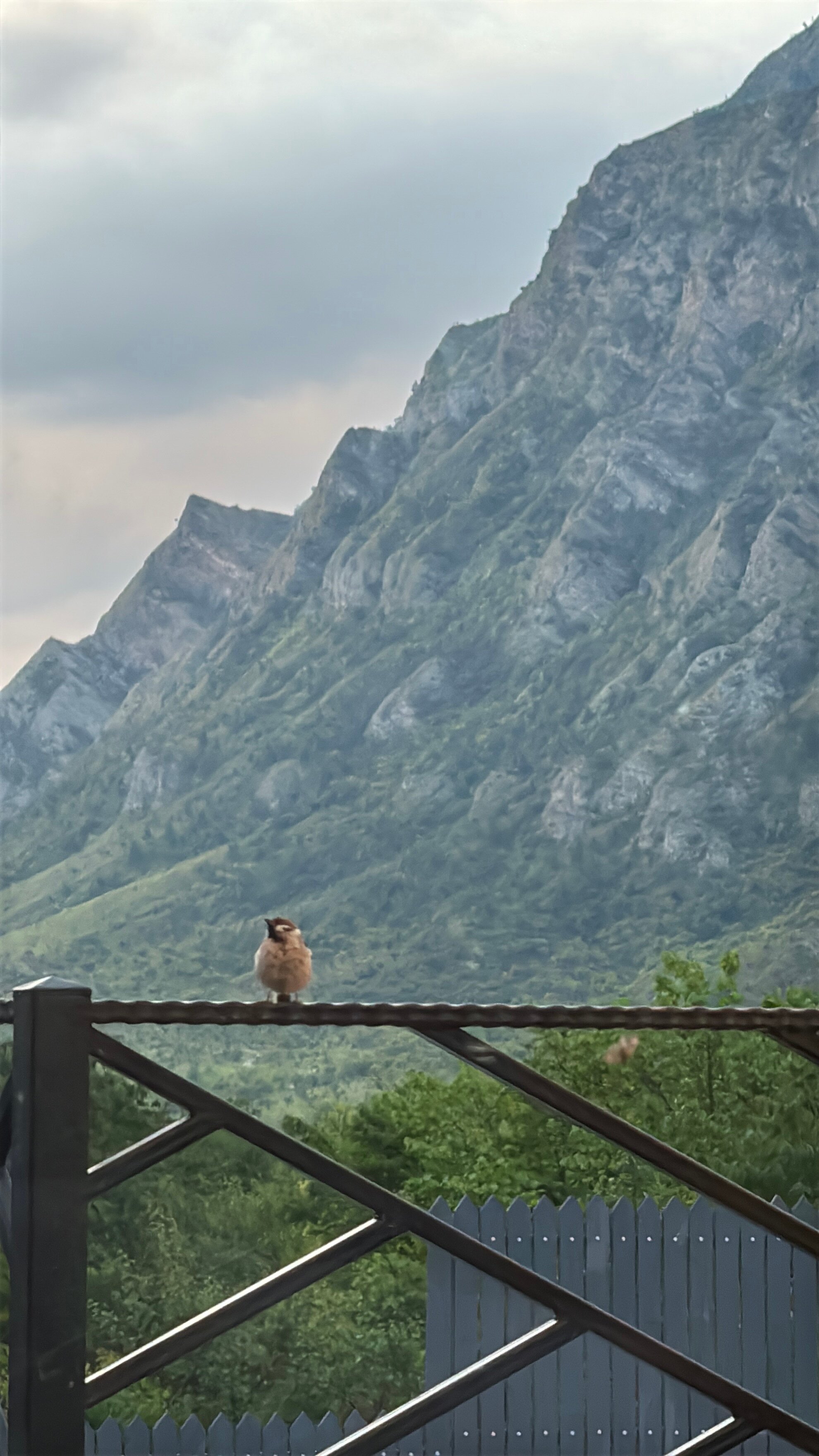 Фото Вилла Могох