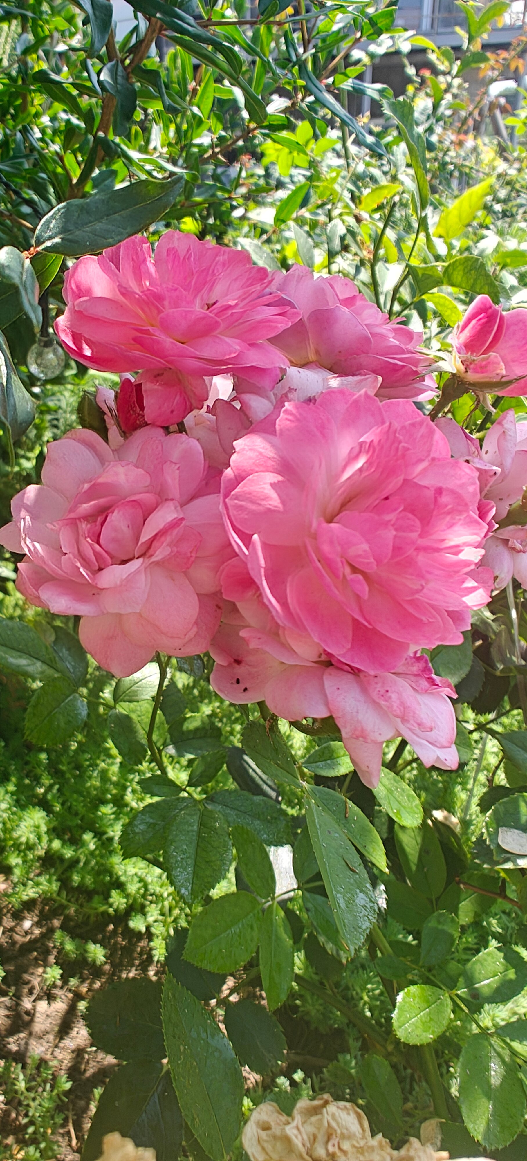 Фото Семирамида