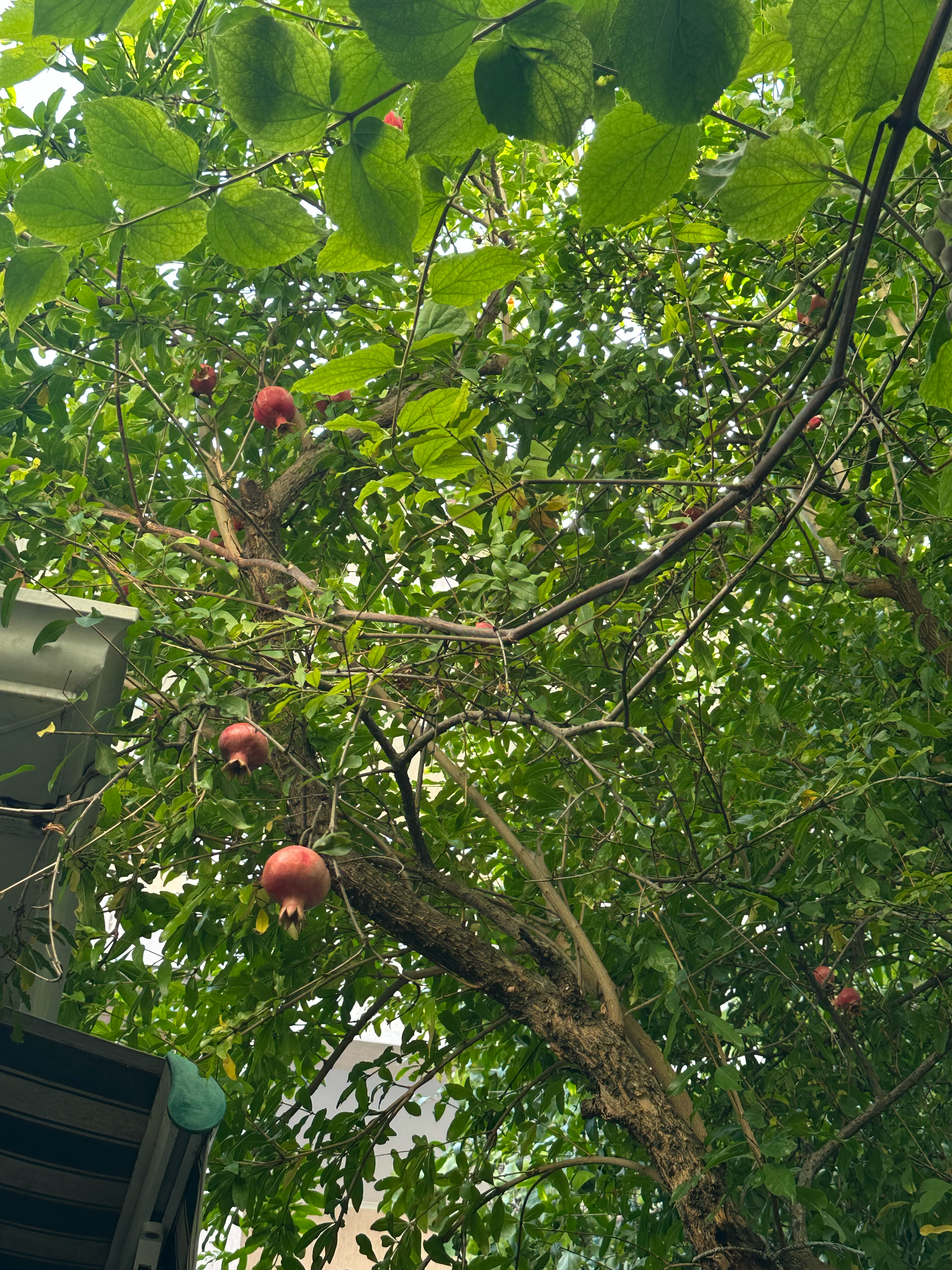 Фото Абрикос