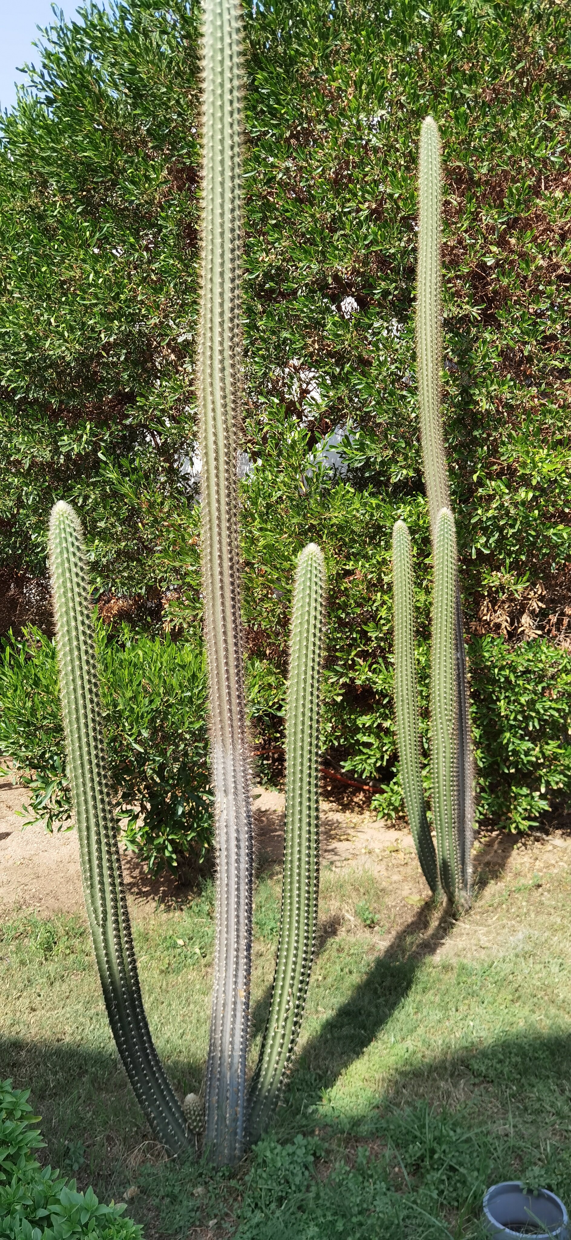 Фото Desert View Sharm Hotel